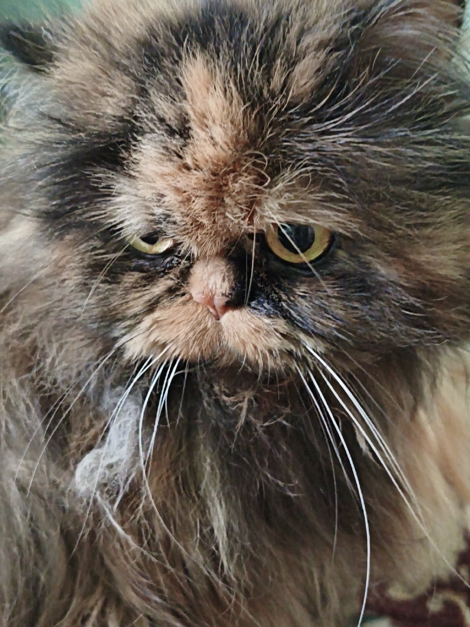 A close-up, head-on, eye-level, full-frame shot captures a Persian cat's face. The cat has long, multi-colored fur in shades of brown, black, and tan, with some white whiskers. Its eyes are yellowish-green, with slightly droopy eyelids, giving it a somewhat sad or grumpy expression. The cat's nose is pink, and its mouth is not visible. The fur around its face is dense and appears slightly messy. The background is out of focus, showing hints of green and a textured pattern that could be fabric. There are no people or other objects visible in the frame. The image appears to be a portrait of the cat, emphasizing its facial features and texture of its fur.