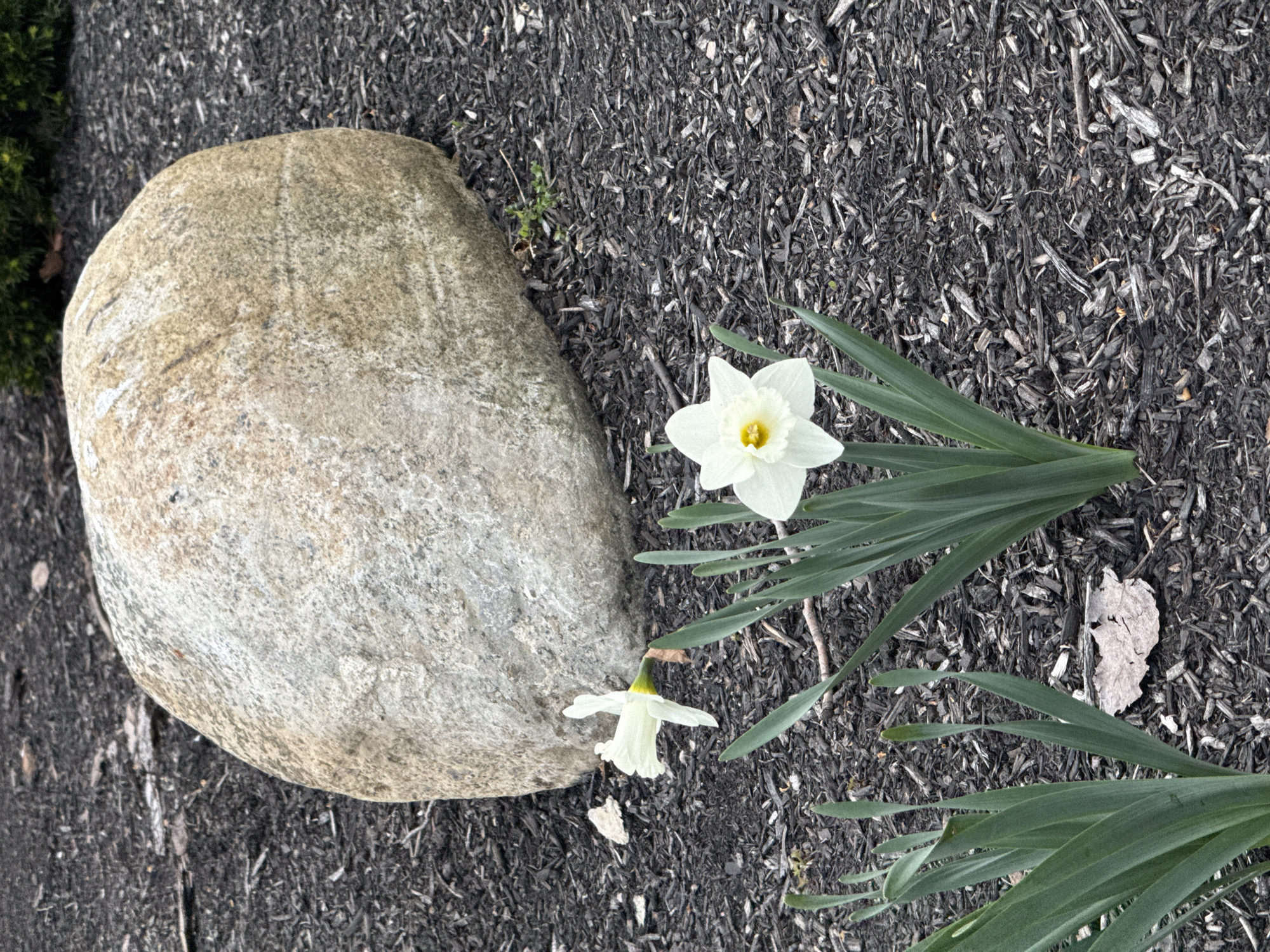 Observed in Grove City, Ohio, United States: A large, smooth, beige stone rests on dark mulch. Adjacent to the stone is a single daffodil plant with vibrant green leaves and two white blossoms, one fully open and one partially closed. A dry, light-colored leaf lies on the mulch near the plant.