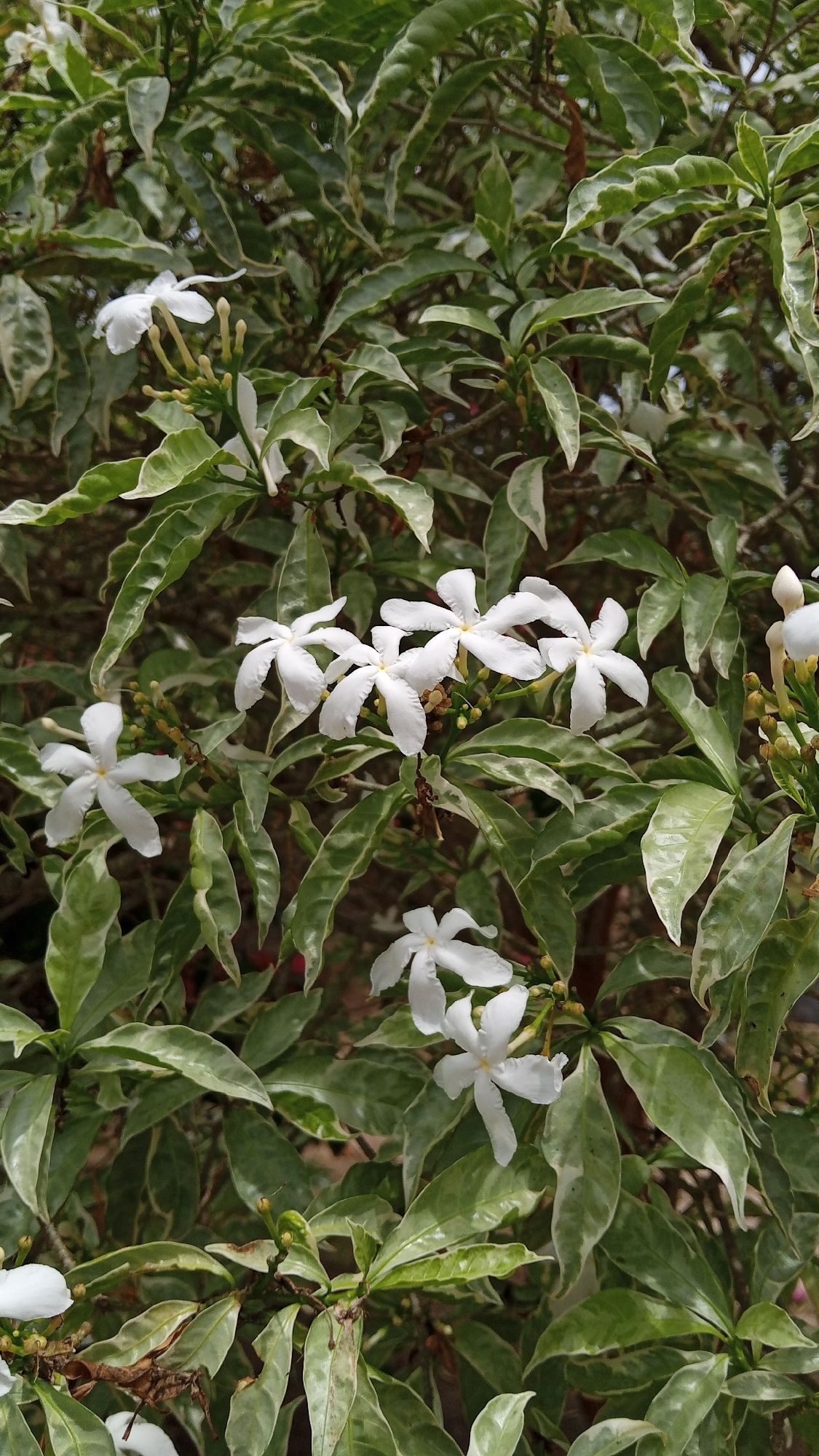 In Kilometer Delapan, Indonesia, a close-up, high-angle shot captures a dense cluster of white flowers with variegated green and cream leaves. The flowers, exhibiting a star-like, five-petal formation, are positioned amidst the foliage. Several unopened buds are visible, hinting at future blooms. The leaves are ovate and possess a slightly glossy texture, with prominent light-colored margins that contrast with their darker green centers. The background is a soft blur of green and brown, suggesting more of the same plant or surrounding vegetation. The lighting is natural, likely daylight, casting subtle shadows and highlighting the textures of the leaves and petals. No people or animals are present in the frame.