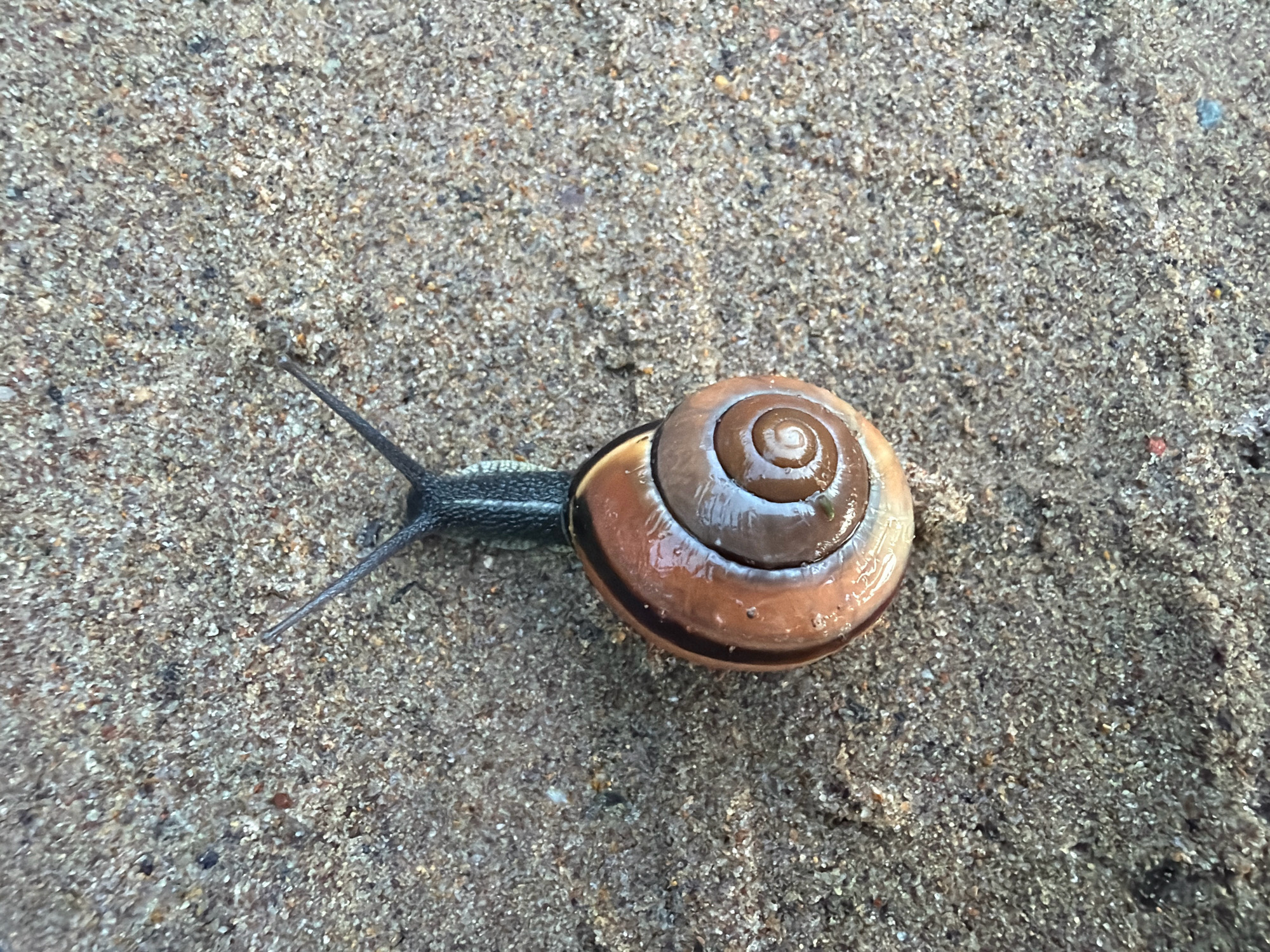 A snail with a coiled, brown shell is positioned on sandy ground. The snail's body is dark and extends from its shell, with two antennae visible. The background is composed of coarse, greyish-brown sand with small particles. No people or man-made structures are present in the scene. The image provides a close-up view of the snail and its immediate surroundings. The location of Chaikovsky, Russia is not discernible from the visual information in the image.