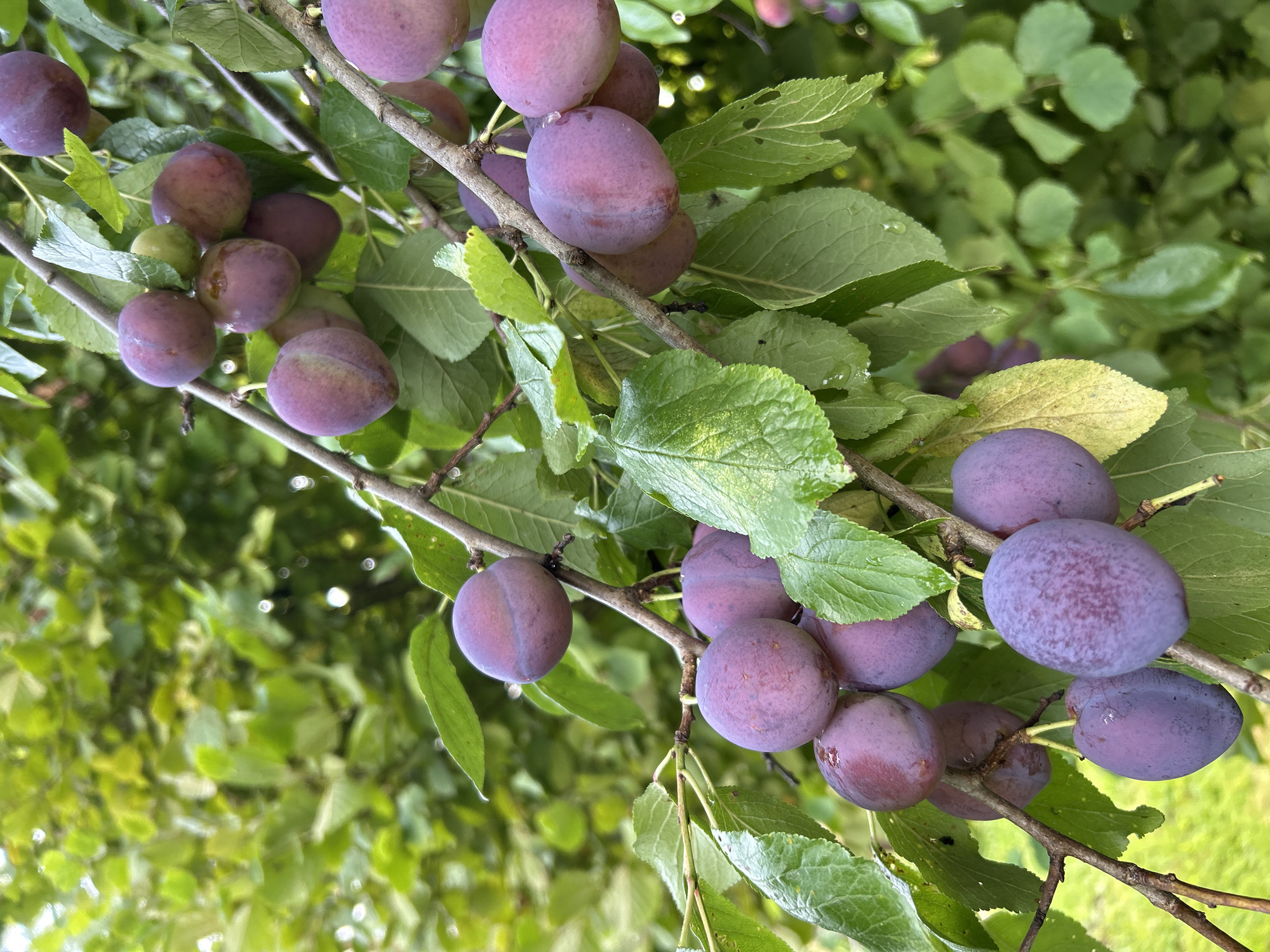 In Verkhnii Prikhon, Russia, plums ripen on tree branches amidst lush green foliage. The fruits are a deep purple hue, with some showing a lighter, more reddish-purple blush. Their surfaces appear smooth and slightly dewy, indicating recent moisture. They hang in clusters, some fully formed and plump, while others appear slightly smaller. The branches are thin and brown, with some appearing gnarly and weathered. The background is dominated by out-of-focus green leaves, suggesting a natural, outdoor environment. The overall impression is one of natural abundance and the ripening of fruit in a garden or orchard setting.