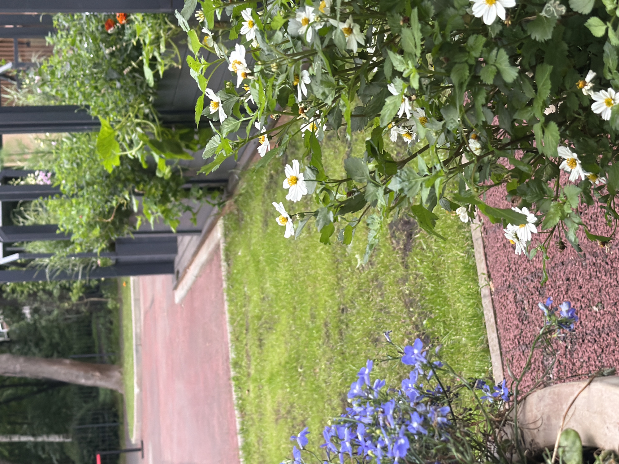 The image captures an outdoor scene, likely in a garden or patio area, on what appears to be a moderately lit day, possibly overcast given the soft shadows. The primary focus is on a lush arrangement of plants and flowers. In the foreground and midground, there are several clusters of white flowers with yellow centers, characteristic of daisies or similar blooms, interspersed with green foliage. To the lower right, a patch of vibrant blue flowers adds a contrasting splash of color. The background reveals a textured reddish-brown surface, possibly a path or decorative ground cover, bordering a neatly mowed green lawn. Further back, a dark metal structure, perhaps a pergola or fencing, creates a linear element. Beyond this, trees and greenery suggest a more natural landscape, hinting at a suburban or park-like setting. The overall impression is one of a cultivated outdoor space, likely a residential garden or a public area designed for relaxation and enjoyment of nature. There is no visible text in the image.