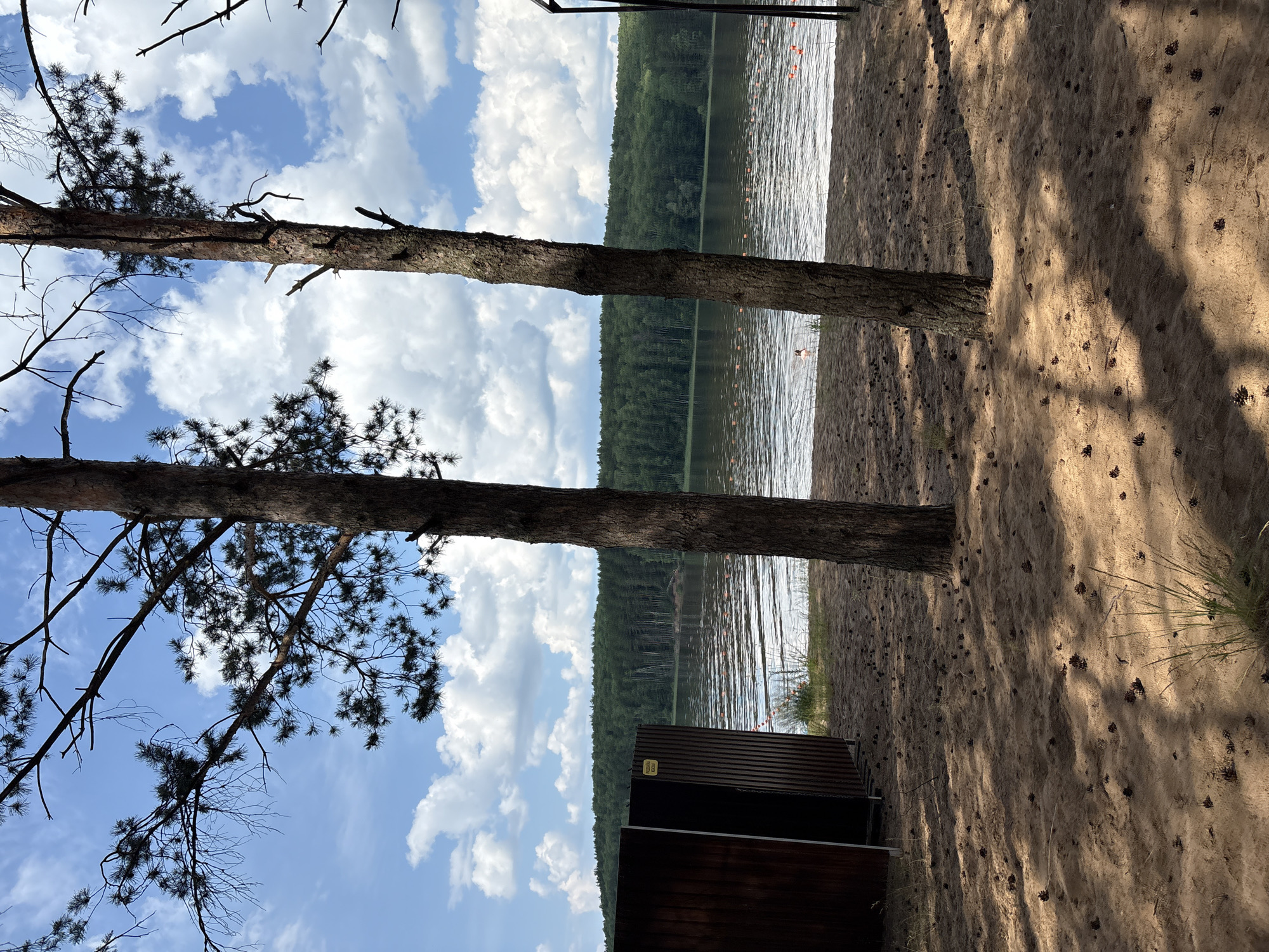 The image shows a sandy beach on the shore of a lake. Two pine trees stand in the foreground, their trunks casting shadows on the sand, which is littered with pinecones. To the left of the trees are two dark wooden changing booths, one of which has a yellow sign with Russian text. The lake stretches out beyond the beach, with buoys marking an area in the water. A dense forest lines the opposite shore of the lake, under a sky with white clouds. A person can be seen swimming in the lake in the middle distance. The scene is likely a public beach area in Chaykovsky, Russia, possibly located on the Kama Reservoir, which is adjacent to the city.