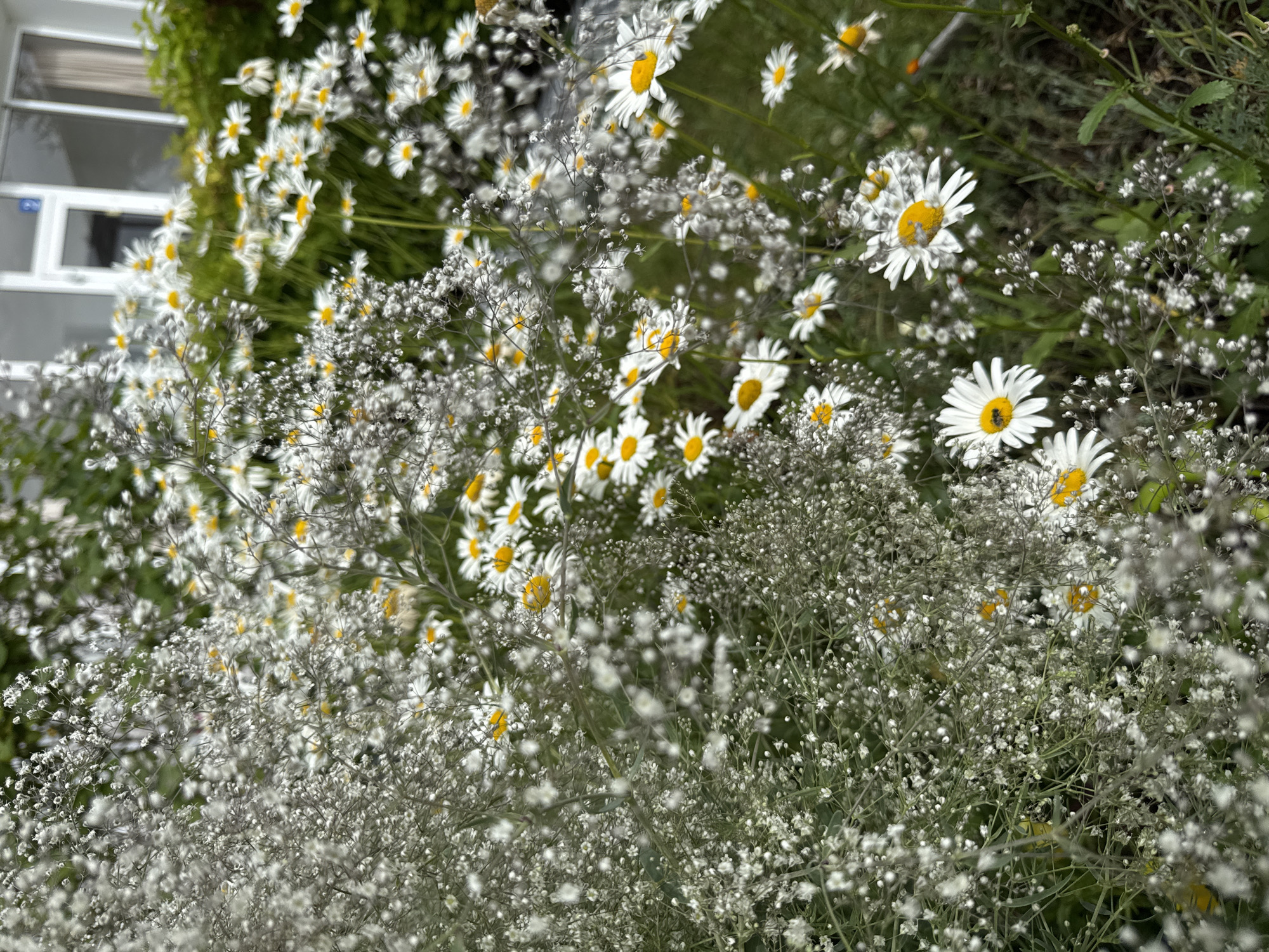 In Мичуринское, Russia, a close-up, low-angle shot captures a dense floral arrangement. The foreground is dominated by delicate white baby's breath flowers, creating a soft, hazy effect with their numerous tiny blossoms and thin stems. Interspersed and slightly further back are cheerful daisies with white petals and bright yellow centers, some of which have visible insects, such as a bee on one. The background is softly blurred, showing greenery and a portion of a modern building with large glass windows and white framing, suggesting a residential or commercial area. The lighting appears natural, possibly overcast or diffused, creating a gentle illumination of the flowers.