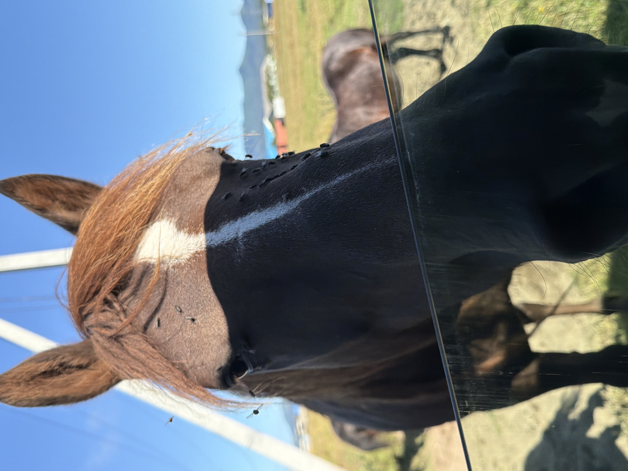 A close-up, low-angle shot shows a horse's head from the front. The horse has a brown mane and a white blaze on its forehead. Several flies are visible on the horse's face. The horse is in an outdoor setting with a grassy field and a blue sky. In the background, another horse stands in the field, and some buildings and mountains are visible in the distance. The image appears to have been taken in Yuzhno-Kurilsk, Russia, on a sunny day.
