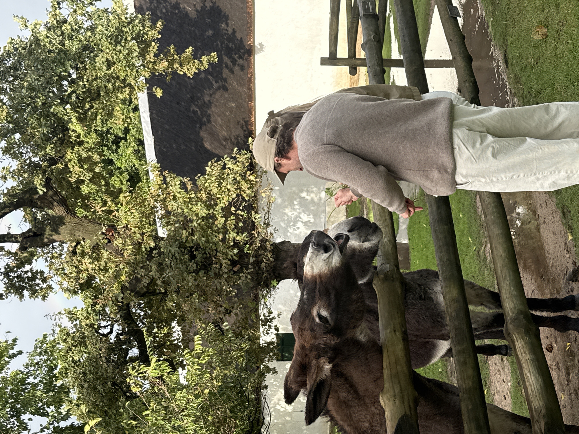 A person stands in an outdoor enclosure, feeding a donkey. The person is wearing a beige sweater, light-colored pants, and a baseball cap. The donkey is dark brown and reaches over a wooden fence toward the person. Lush greenery surrounds the enclosure, and there is a white building with a thatched roof in the background. The photo was taken in Drakenstein Nu, South Africa.