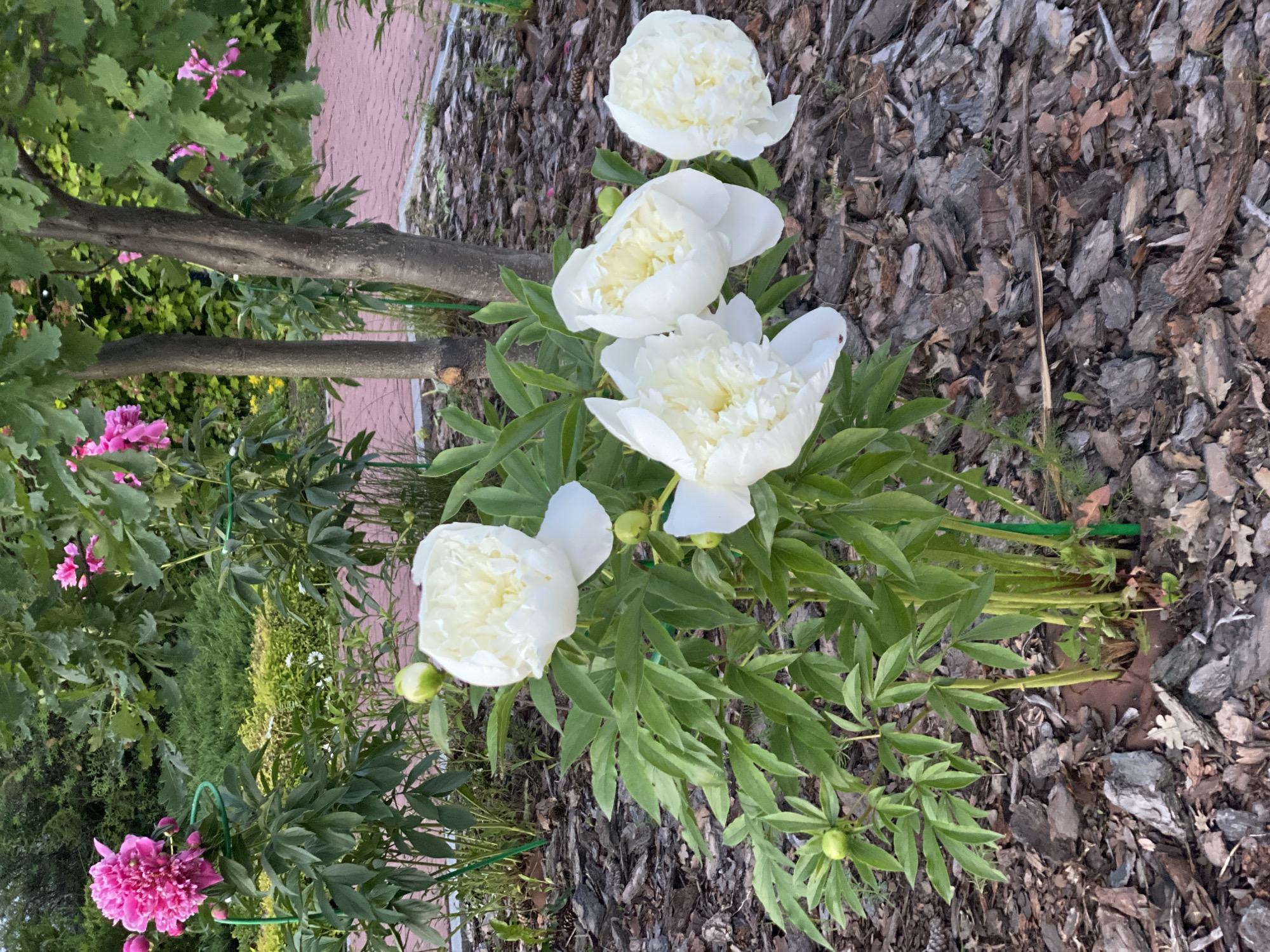 The image shows a close-up view of a peony bush with several white flowers in bloom, located outdoors on a sunny day. The bush is in the foreground, with its lush green leaves and delicate white petals dominating the frame. Behind the peony, a paved walkway with red brick pattern is visible, bordered by a tree with rough bark and green foliage. The ground around the bush is covered with mulch, consisting of various shades of brown bark chips and some fallen leaves. In the background, more greenery and pink flowers from other plants can be seen, suggesting a well-maintained garden or park setting. There are no people or animals present in the image. The overall scene is peaceful and vibrant, showcasing the natural beauty of the blooming peonies.