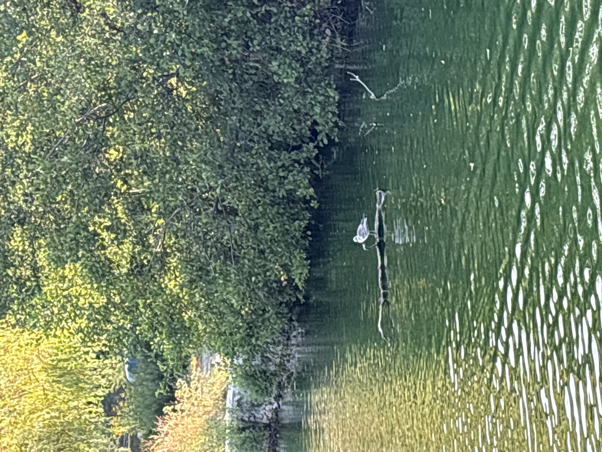 A solitary seagull stands on a fallen branch in the middle of a body of green water. The water reflects the surrounding dense foliage of trees and bushes, which appear to be on the bank of the water. The foliage on the left side of the image is illuminated by bright sunlight, creating a yellow and orange hue, while the foliage in the center and right is in shadow, appearing dark green. The water's surface is rippled, with bright white highlights indicating the reflection of sunlight. The scene is likely an outdoor natural setting, possibly a park or riverbank. There are no people visible in the image. The provided image does not contain enough information to specify a location within Chelmsford, United Kingdom.