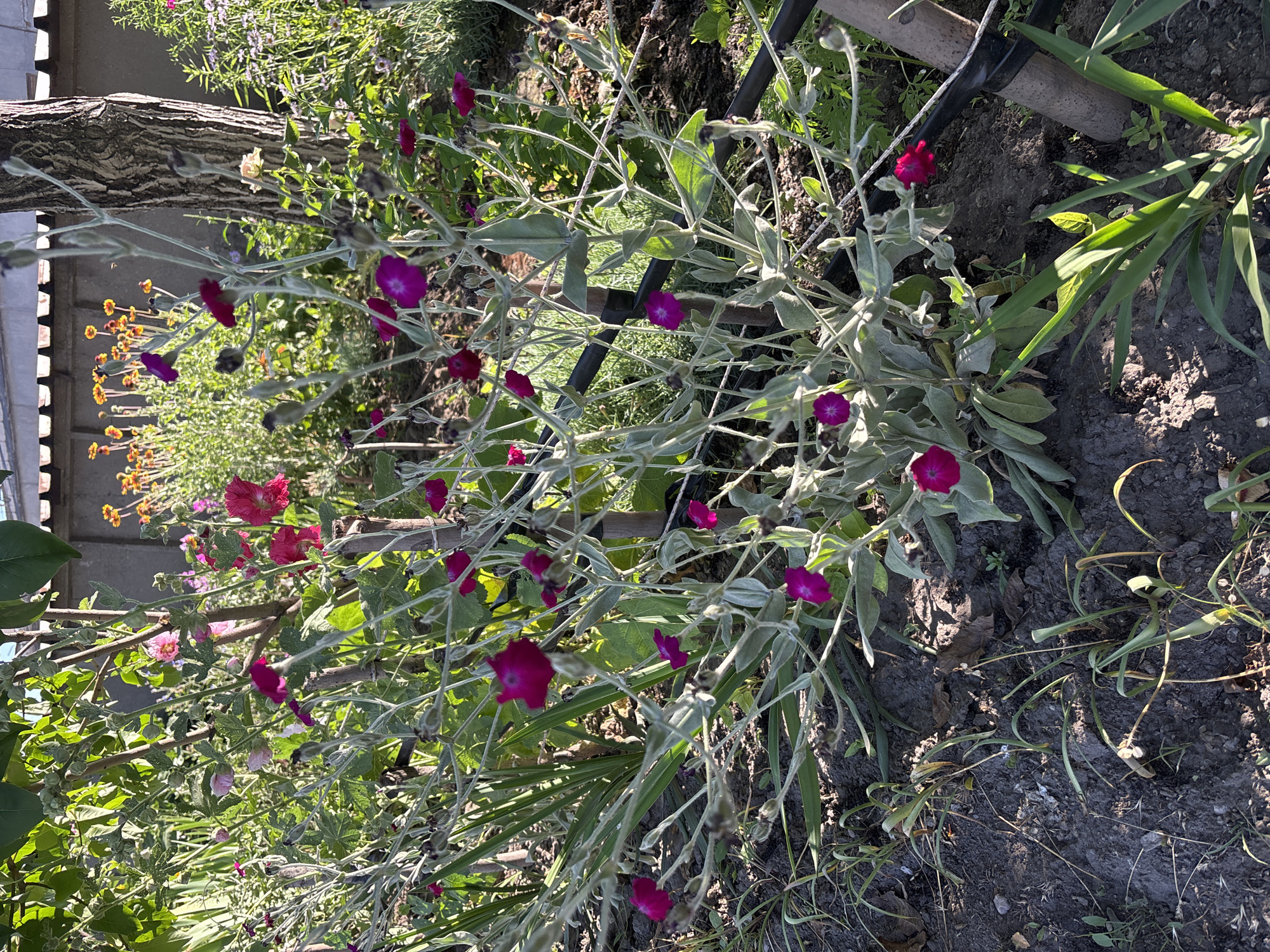 The image is an eye-level, outdoor shot of a garden scene. In the foreground, a plant with pale green, fuzzy leaves and bright magenta flowers is prominently featured. The plant has a somewhat wild and sprawling growth habit, with thin stems branching out. Several magenta flowers are in bloom, some fully open and others in bud. The ground around the plant is dark soil with some dry leaves and green foliage from other plants. A black irrigation hose runs horizontally across the middle ground of the image.
In the background, a tree trunk with rough bark is visible to the right. Behind the tree and the main plant, there is a wall or fence with a decorative, crenellated top. Further in the background, there are more garden plants, including a patch of yellow and orange flowers and some taller green foliage. The lighting suggests it is a sunny day, with shadows cast on the ground. The overall impression is a well-established, somewhat overgrown garden with a variety of flowering plants. There are no people or animals visible in the image.