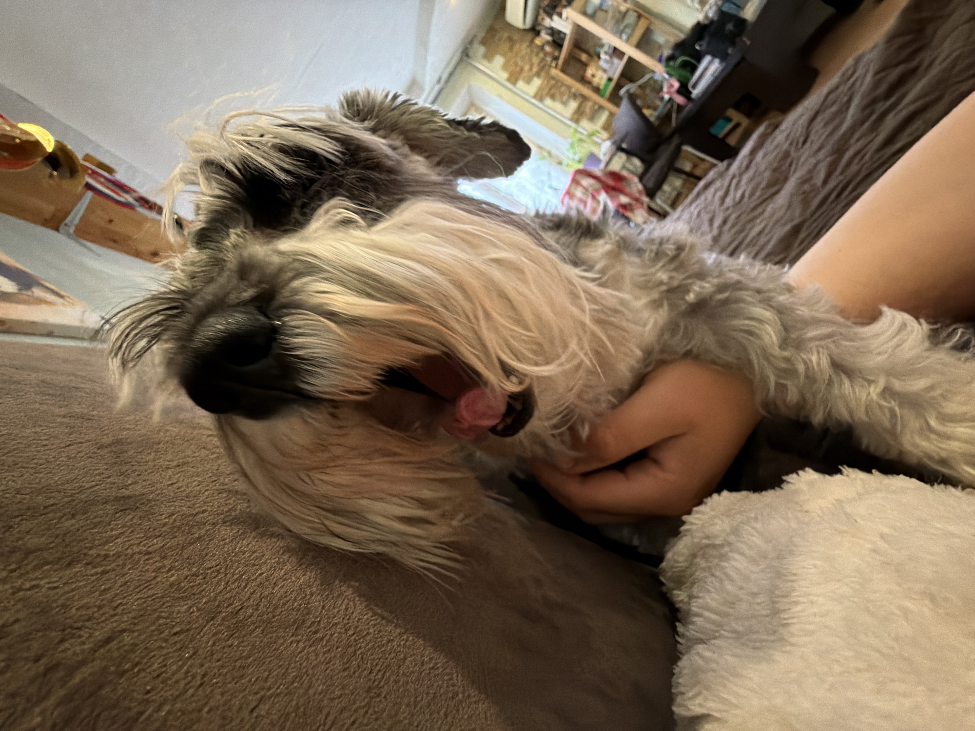 A close-up, low-angle shot shows a gray and white schnauzer-type dog yawning, with its mouth open revealing its pink tongue. A person's hand is visible under the dog's neck. The dog is lying on a brown, textured surface, likely a couch. A white, fluffy blanket is visible in the foreground. The background is blurred, but hints of a room interior can be seen, including a shelving unit with various objects. There is no evidence to suggest the location of Chaikovsky, Russia.