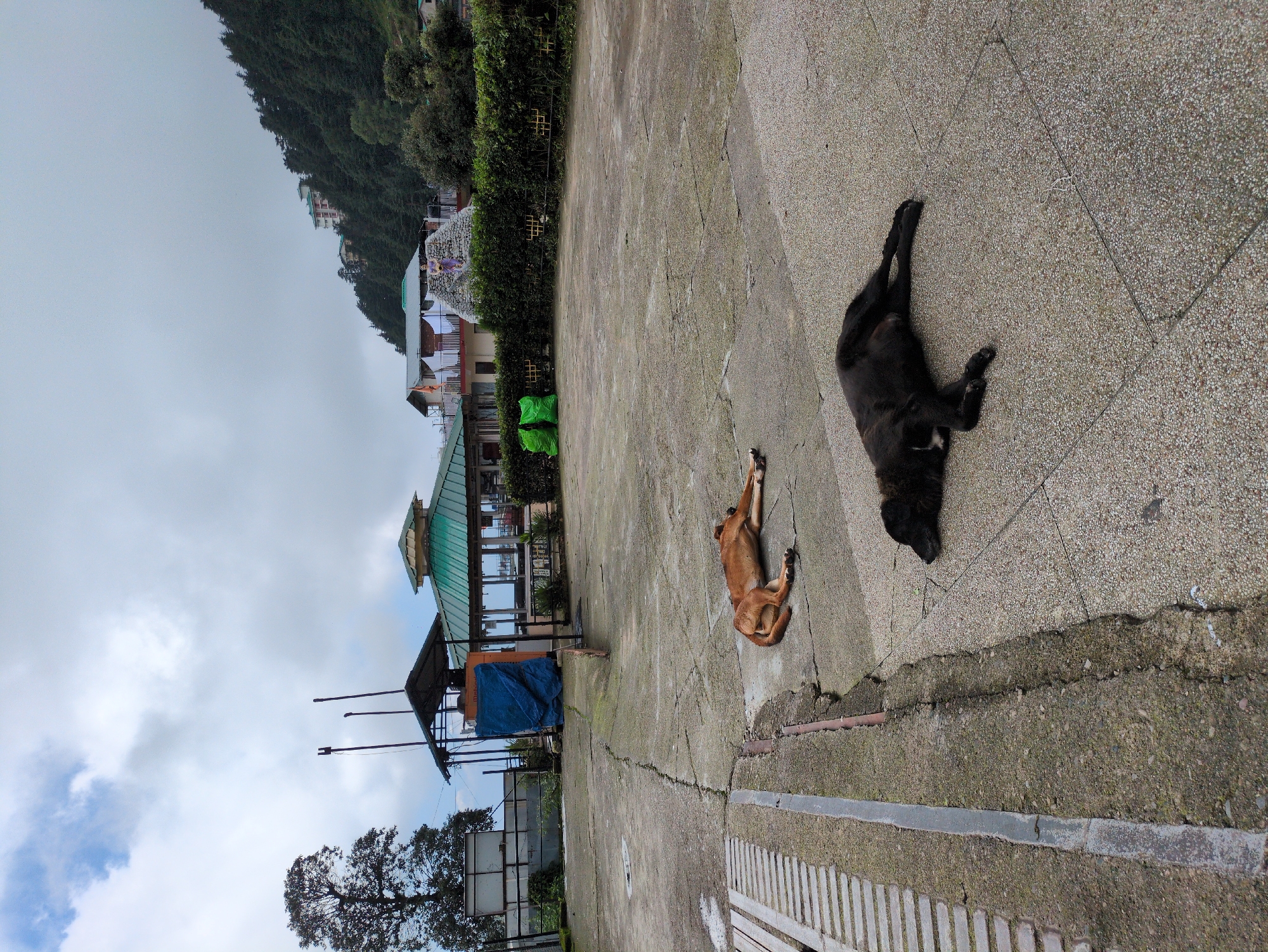 Two dogs are sleeping on a cracked concrete pavement in Bhagsu, India. One dog, a medium-sized breed with light brown fur, lies on its side with its legs stretched out. The other dog, a larger breed with black fur, is lying on its stomach with its paws extended forward. In the background, there are several buildings with green roofs, a large tree, and a hillside covered in dense green trees. The sky is cloudy with patches of blue. The scene appears to be an outdoor public area, possibly a plaza or a viewpoint.