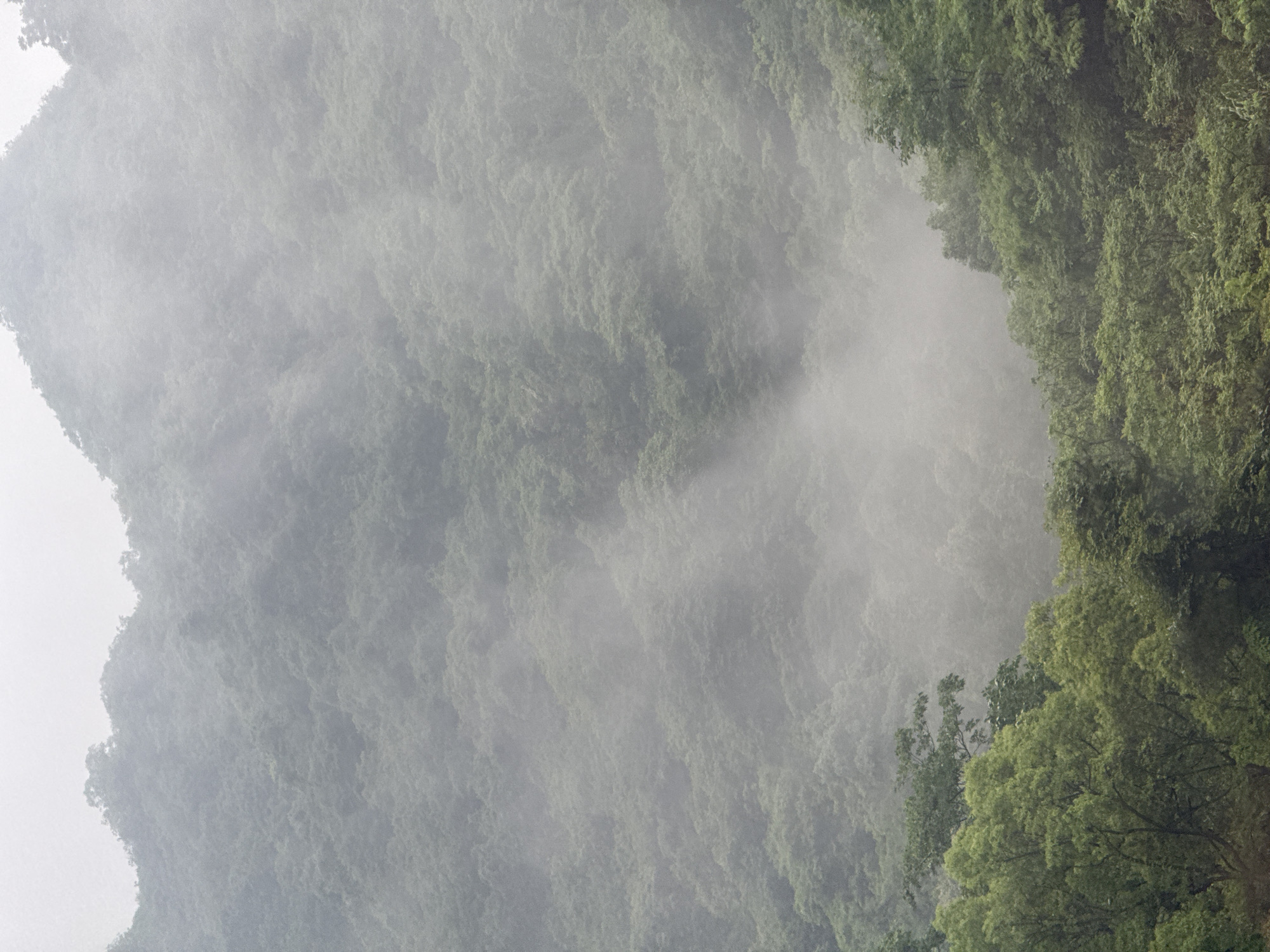 The image depicts a forested landscape shrouded in mist, likely in Yongding District, China. The left side of the frame shows a mountain slope densely covered in vegetation, obscured by fog. The right side features trees with visible green foliage, less affected by the mist. The overall environment is characterized by a humid, mountainous terrain. No people or distinct objects are visible. The primary action is the interaction of fog with the natural landscape.
