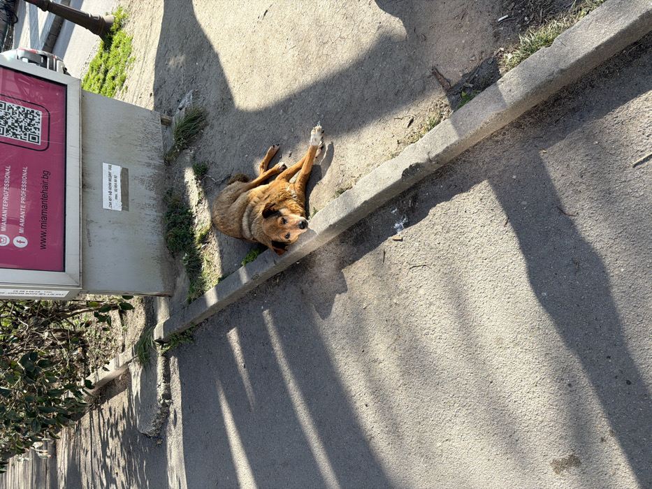 A medium-sized, reddish-brown dog is lying down on a dirt and sparse grass strip adjacent to a paved urban surface. The dog's front paws and head rest on a grey concrete curb, facing towards the viewer, while its body and hind legs are extended backward into the dirt. Its fur is coarse, and its muzzle and ears display darker brown or black markings; its right hind paw has a white marking. To the right of the dog and dirt strip, a large rectangular advertising sign on a concrete base displays "MI AMANTE PROFESSIONAL" and a QR code on a pink background, with a smaller white sign below it containing Cyrillic text and a phone number. Further right, a lamppost base and a white vehicle are partially visible. To the left of the curb, a grey asphalt surface shows distinct, elongated shadows, indicating bright sunlight from the right side of the frame. In the far left background, a line of green bushes borders another paved area where a small white dog is faintly visible. The scene is located in a city of Unknown, Unknown.