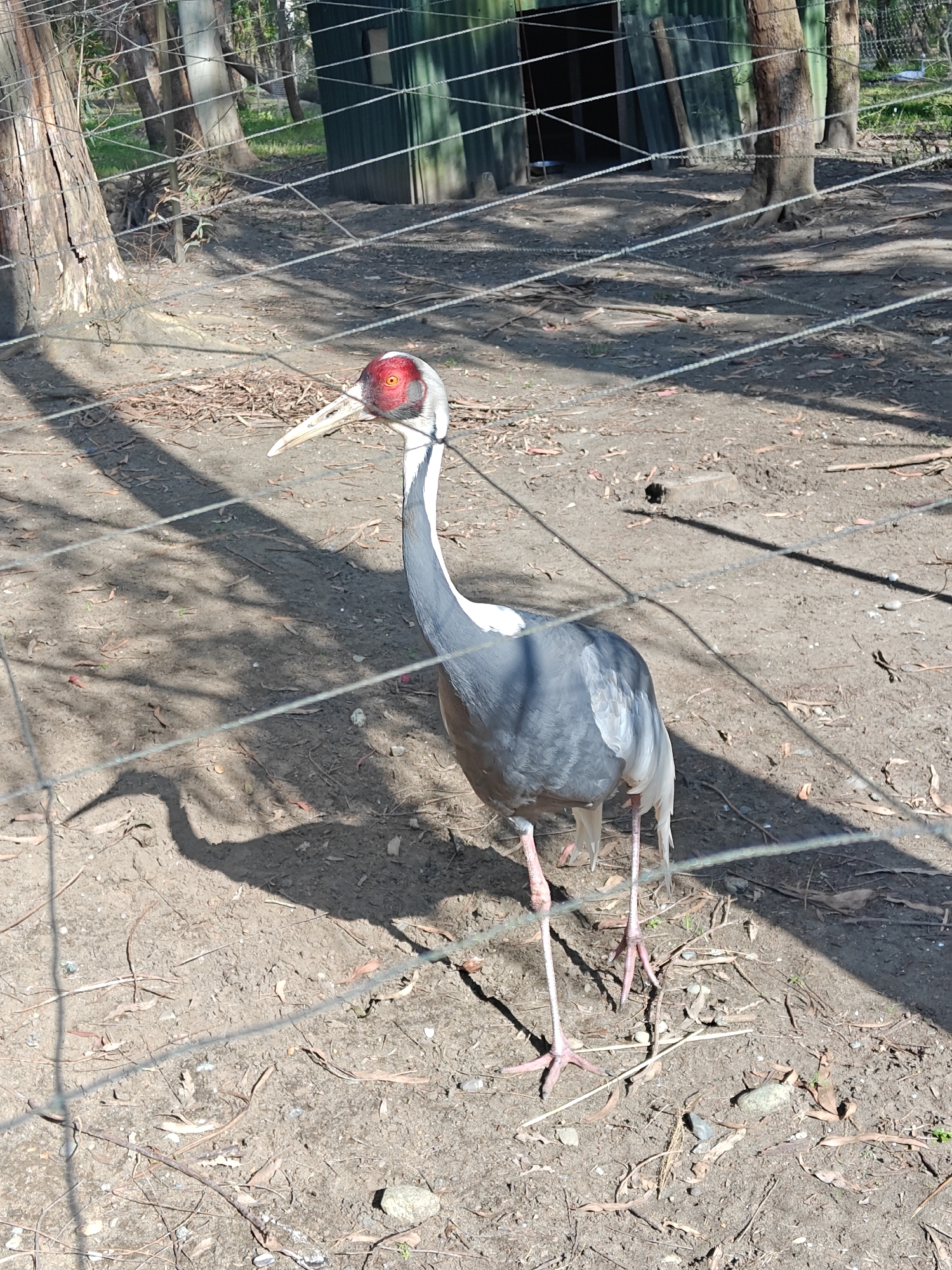 The image displays a crane, likely a White-naped Crane, standing within a fenced outdoor enclosure under bright, direct sunlight. The bird is positioned towards the center-right, facing left, with its head turned slightly. It features a distinctive red patch on its crown and around its eye, a long white neck, and a predominantly gray body with white undertail coverts. Its long, pale beak is visible, and it stands on slender, pinkish legs with prominent feet.
A wire fence, forming several horizontal lines, runs across the foreground, partially obscuring the bird and the ground. The ground consists of dry, dusty earth covered with scattered dry leaves, twigs, and small pebbles. Strong sunlight creates sharp shadows of the bird, the fence, and other elements, including the bird's elongated shadow stretching to the left.
In the background, several tree trunks rise from the ground, with green foliage visible behind them. To the right, a dark green, corrugated metal shed or structure with an open doorway suggests an animal shelter or housing. The scene depicts an animal enclosure, possibly in a zoo or park, under clear, sunny conditions during the daytime. No people or visible text are present in the image. The location context is Shekvetili, Georgia.