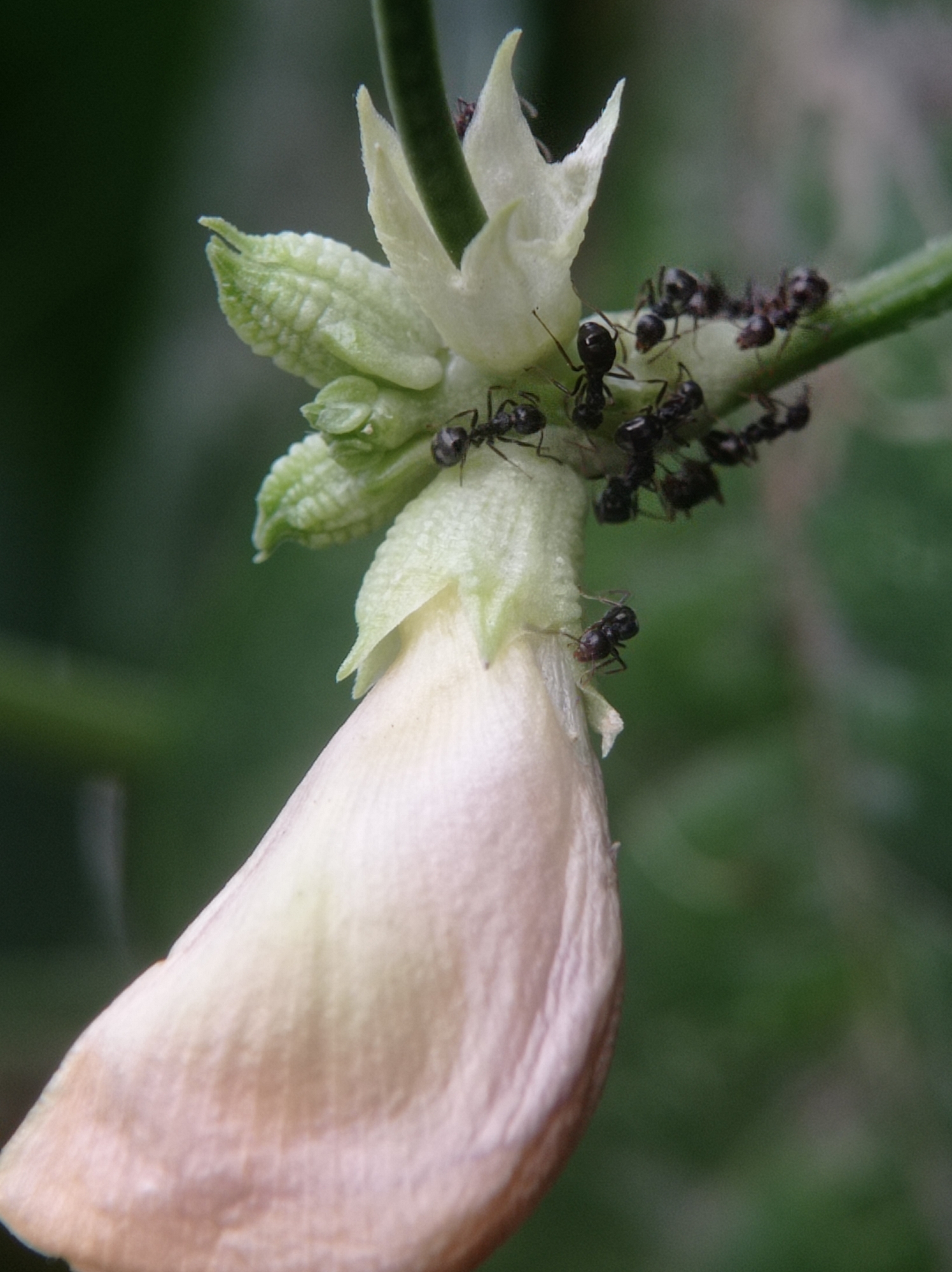 A close-up, macro photograph captures a cluster of ants actively crawling on a delicate, pale yellow flower and its stem. The flower, partially unfurled, reveals intricate textures and soft curves, its petals appearing slightly translucent. Several ants are visible on the flower's surface, with one prominent ant positioned near the center, its antennae extended. Other ants are scattered across the stem and the green sepals of the flower. The background is a soft, out-of-focus blur of dark green, suggesting a natural outdoor environment, potentially a garden in Mulyoagung, Indonesia. The lighting is soft, highlighting the fine details of the insects and the floral structure.