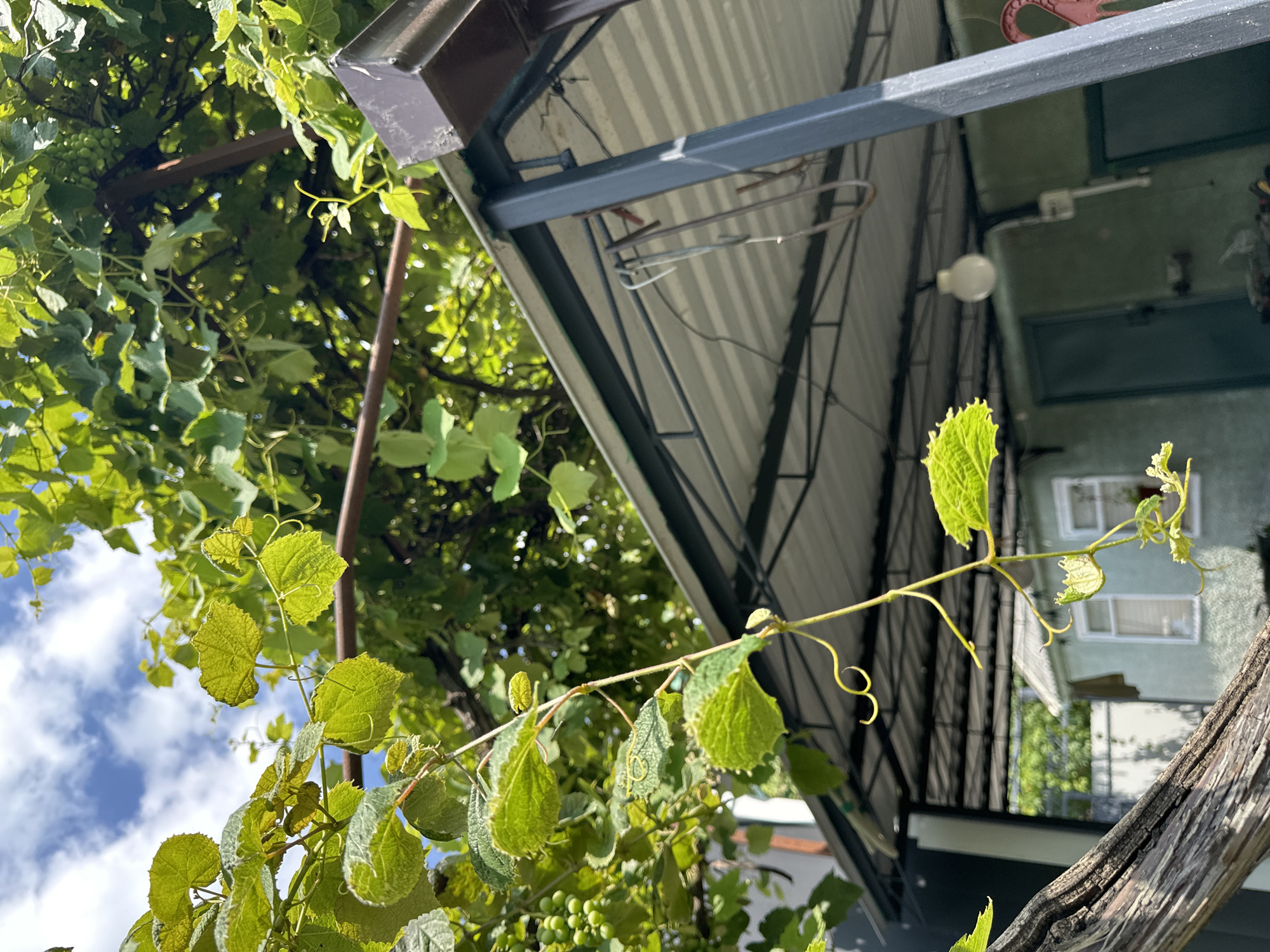 The image depicts a close-up view of lush green grapevines with developing grape clusters, hanging from a wooden structure. In the background, a light blue sky with scattered white clouds is visible. Below the vines, a metal-framed canopy with a corrugated metal roof extends across a covered outdoor area. The canopy is supported by dark grey metal posts. Behind the canopy, a small, light green building with white-trimmed windows and dark doors is partially visible. The scene appears to be a residential backyard or garden area, likely in Yessentuki, Russia, given the context. The image is taken from a low angle, looking upwards towards the sky and the vines.