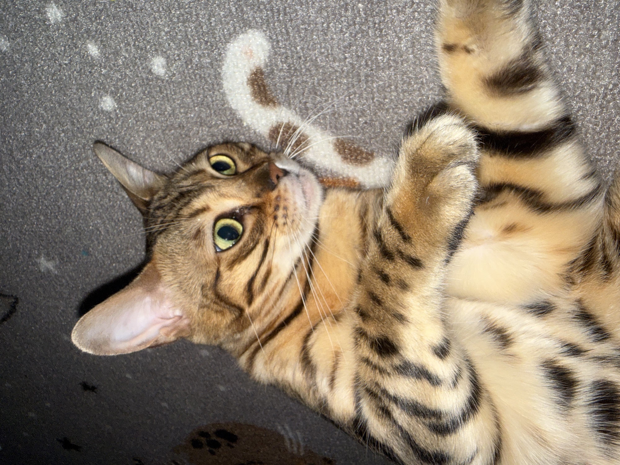 A Bengal cat is lying on its back on a grey carpeted surface. The cat has distinctive brown and black spots and stripes, with green eyes. Its front paws are crossed over its chest, and its tail, which also has brown spots, is visible. The background is a dark, textured surface, possibly a floor or ground. The image is taken from a high-angle, close-up perspective, focusing on the cat's face and upper body. There is no indication of the cat's location in the city of Partenit, Ukraine.