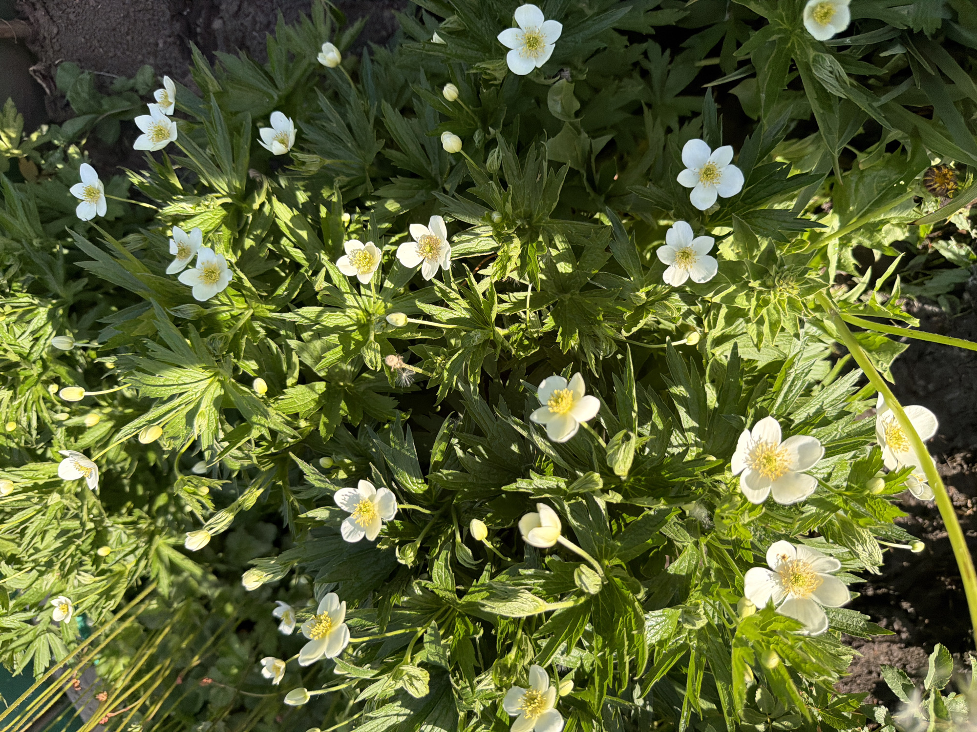 A high-angle shot showcases a cluster of white, six-petaled flowers with yellow centers nestled among dense green foliage in a garden setting. The backdrop is a patch of dark soil, possibly garden bed edging, indicating the location is an outdoor garden. The composition is naturally arranged, without clear indications of human intervention beyond the arrangement of the plants. The scene is lit by natural sunlight, casting distinct shadows on the leaves and flowers, enhancing the textures and forms. The overall atmosphere is natural, suggesting the image was taken in daylight within a cultivated yet organic environment. There are no indications of location or time.