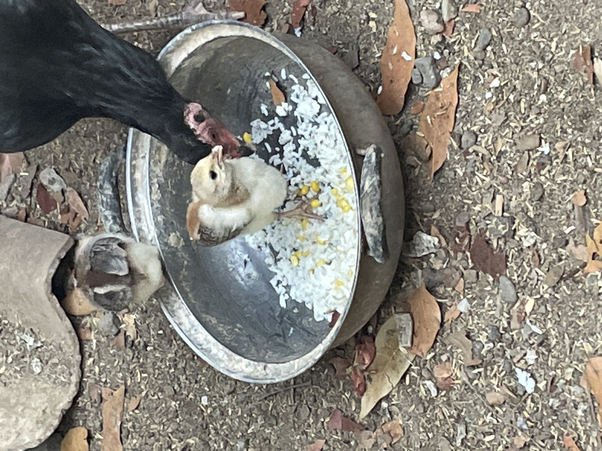 A close-up, ground-level shot depicts a scene in Sucenjurutengah, Indonesia, where a small yellow chick is eating white rice and yellow corn kernels from a shallow metal bowl. The chick is positioned in the center of the bowl, facing left. Behind the chick, a larger black hen is also feeding from the bowl, with its head lowered towards the food. Another chick, mostly hidden, is visible behind the bowl. The surrounding environment consists of dry dirt, scattered brown leaves, and small stones, indicative of an outdoor, possibly rural, setting. The lighting suggests it is daytime.