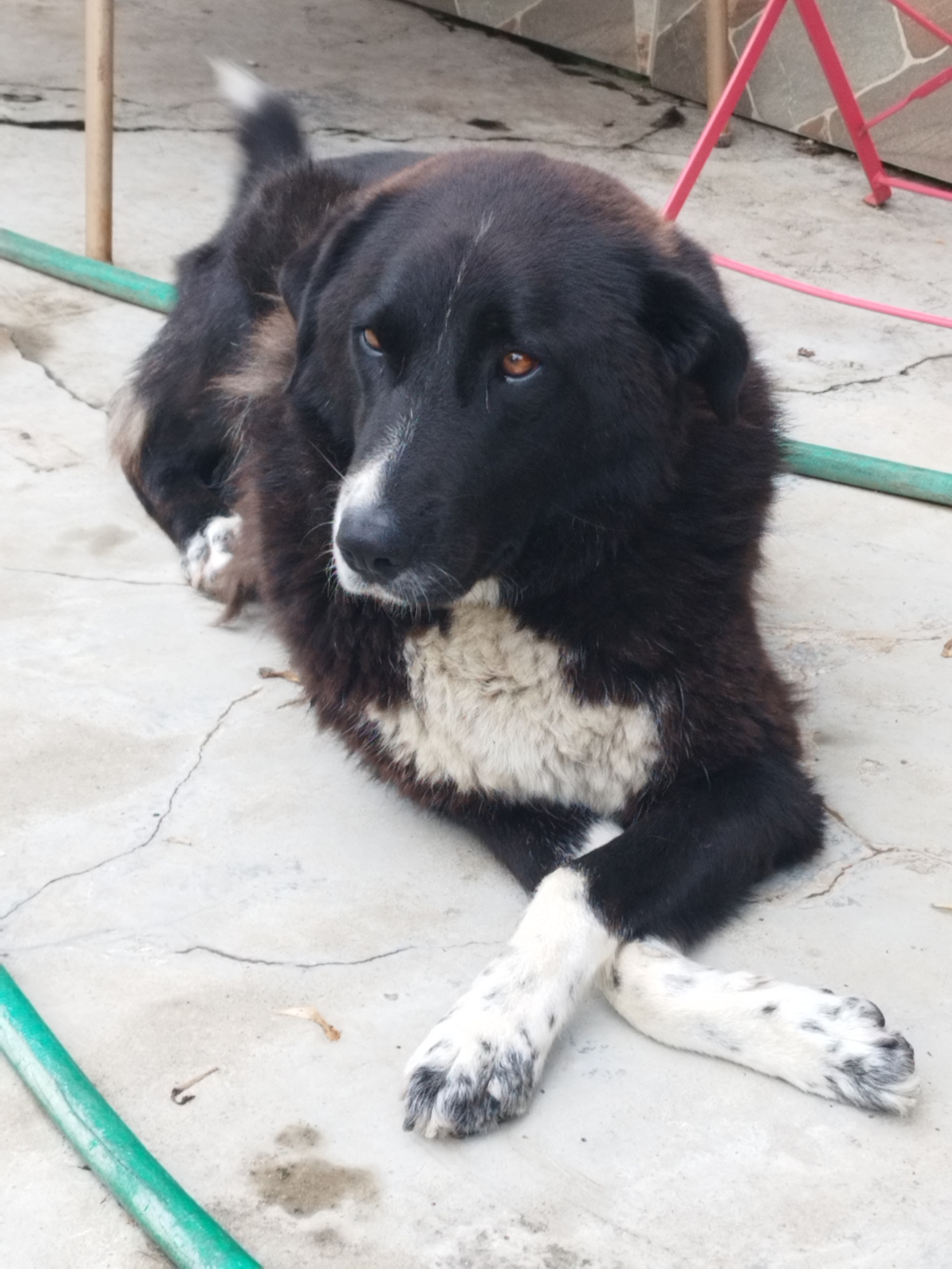 A medium-sized, black and white dog with amber eyes lies on a cracked concrete surface. The dog is in a relaxed pose, with its front paws crossed. A green hose is visible on the left side of the image, and a pink metal structure is in the background. The dog's fur is thick and appears to be of medium length. The dog's tail is partially visible, tipped with white. The overall environment suggests an outdoor area, possibly a yard or patio. The location is stated to be Bucharest, Romania, though no specific landmarks or indicators of this location are present in the image itself. The lighting suggests it is daytime, with no shadows indicating direct sunlight.