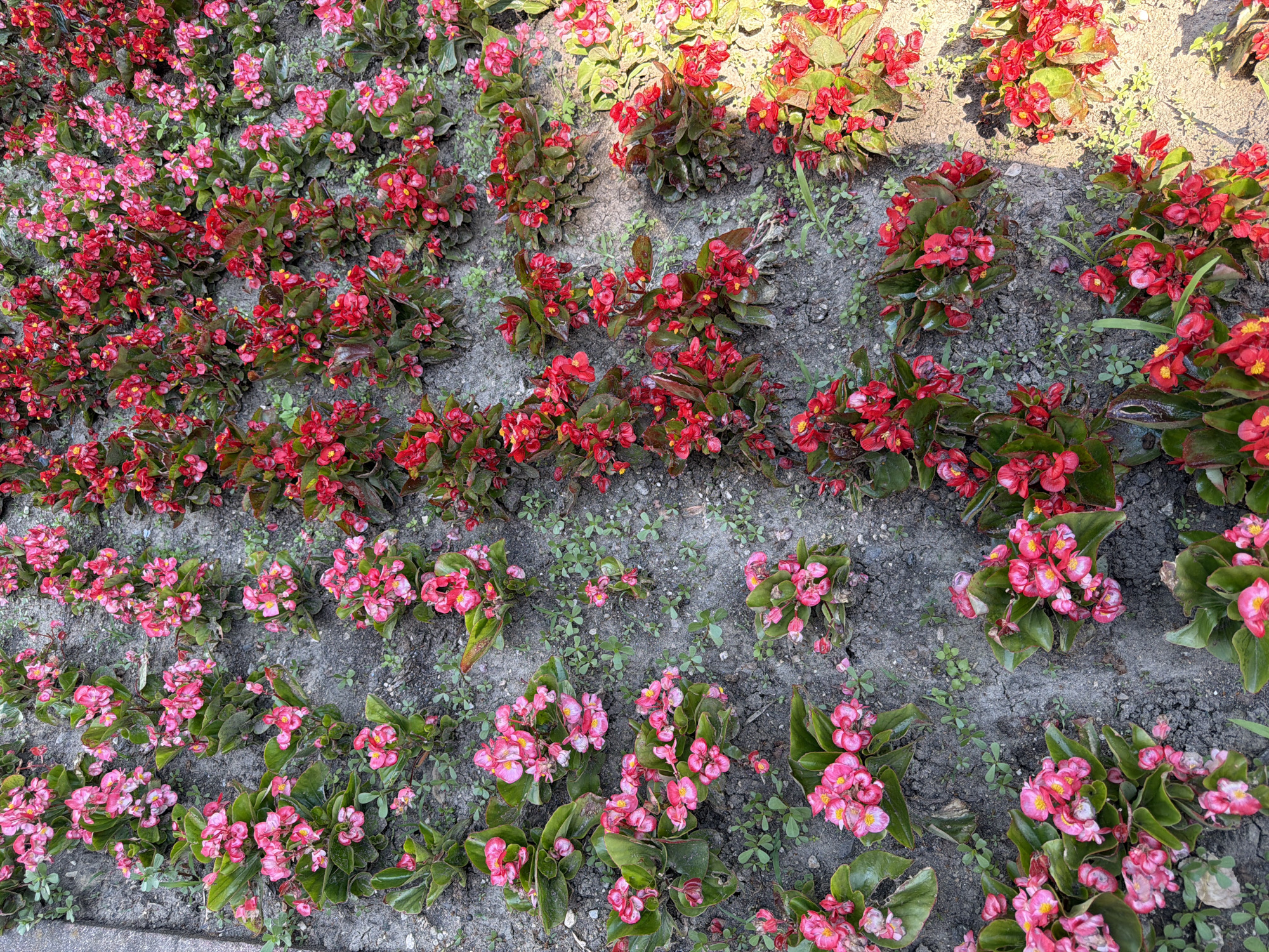The image shows a flowerbed with a dense planting of pink and red begonia flowers. The flowers are in full bloom, with lush green leaves. The soil is dark and appears well-tilled. There are no people or animals visible in the image. The scene is well-lit, suggesting it was taken outdoors during the daytime. The flowers are arranged in rows, creating a vibrant and colorful display. Based on visual cues such as the style of the flowerbed and the types of plants, this scene is consistent with public gardens or landscaping found in urban areas. Without specific landmark identification, pinpointing the exact location to Pazardzhik, Bulgaria is not possible from the image alone. However, the general aesthetic aligns with floral arrangements commonly seen in municipal parks or city flowerbeds in many European cities.