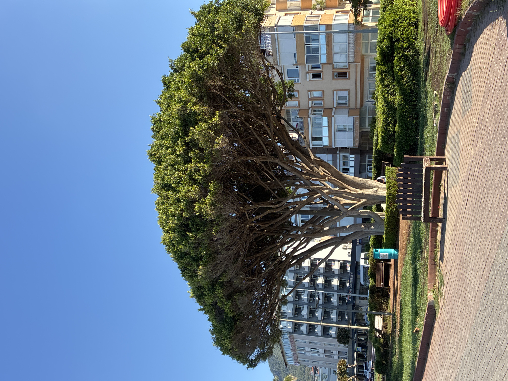 The image displays an outdoor scene in Alanya, Turkey, on a clear, sunny day. The perspective is slightly upward, with a vibrant blue sky occupying the left side of the frame.
The central subject is a large, mature tree with a broad, dense green canopy, which casts deep shadows. Its numerous thick, gnarled branches are visible beneath the foliage. The tree's crown extends across a significant portion of the sky and partially obscures the buildings behind it.
In the background, a series of multi-story buildings, likely apartments or hotels, line the street. These buildings feature multiple windows, balconies, and air conditioning units. On one of the buildings, the text "ALANYA ÖĞRETMENEVİ" is clearly visible, confirming the location as Alanya. The architectural styles vary, with some buildings having light-colored facades and others appearing darker grey.
To the right of the tree, a paved pedestrian walkway made of reddish-brown bricks is present. Adjacent to the walkway is a strip of green grass, bordered by low, neatly trimmed hedges. A dark brown wooden bench is positioned on the grassy area, facing the walkway. Further into the grassy area, a light blue cylindrical trash can is visible. On the far right, a coiled red hose or pipe is partially seen. Faint hints of mountains can be observed in the distant background, towards the lower right portion of the image.
The bright lighting and sharp shadows indicate it is daytime, possibly late morning or early afternoon, with excellent weather. No people are visible, and there is no specific activity taking place, suggesting a peaceful, unpopulated moment in a public urban space.