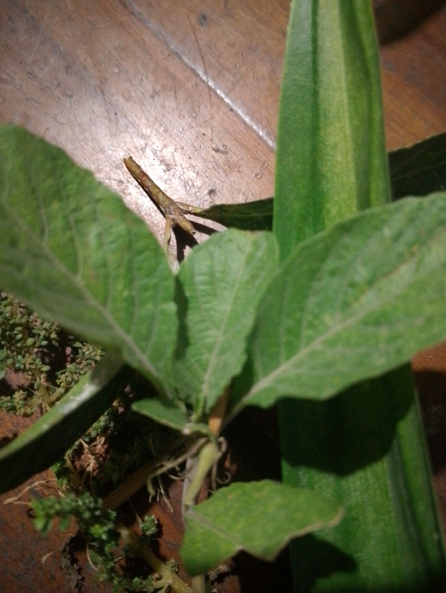 An indoor close-up image of green leafy plants and a ribbed green vegetable, possibly okra, on a wooden surface. The scene is illuminated from above, casting shadows. The wooden surface appears to be a table or floor with visible grain. The plants have broad, veined leaves and thin stems. Small green buds or flowers are visible on some of the stems. The ribbed vegetable is positioned vertically on the right side of the frame. The overall composition is tightly framed, focusing on the textures and colors of the plant life and the wooden background. The image does not depict any specific location within Kendalrejo, Indonesia, nor does it contain any identifiable people or actions.