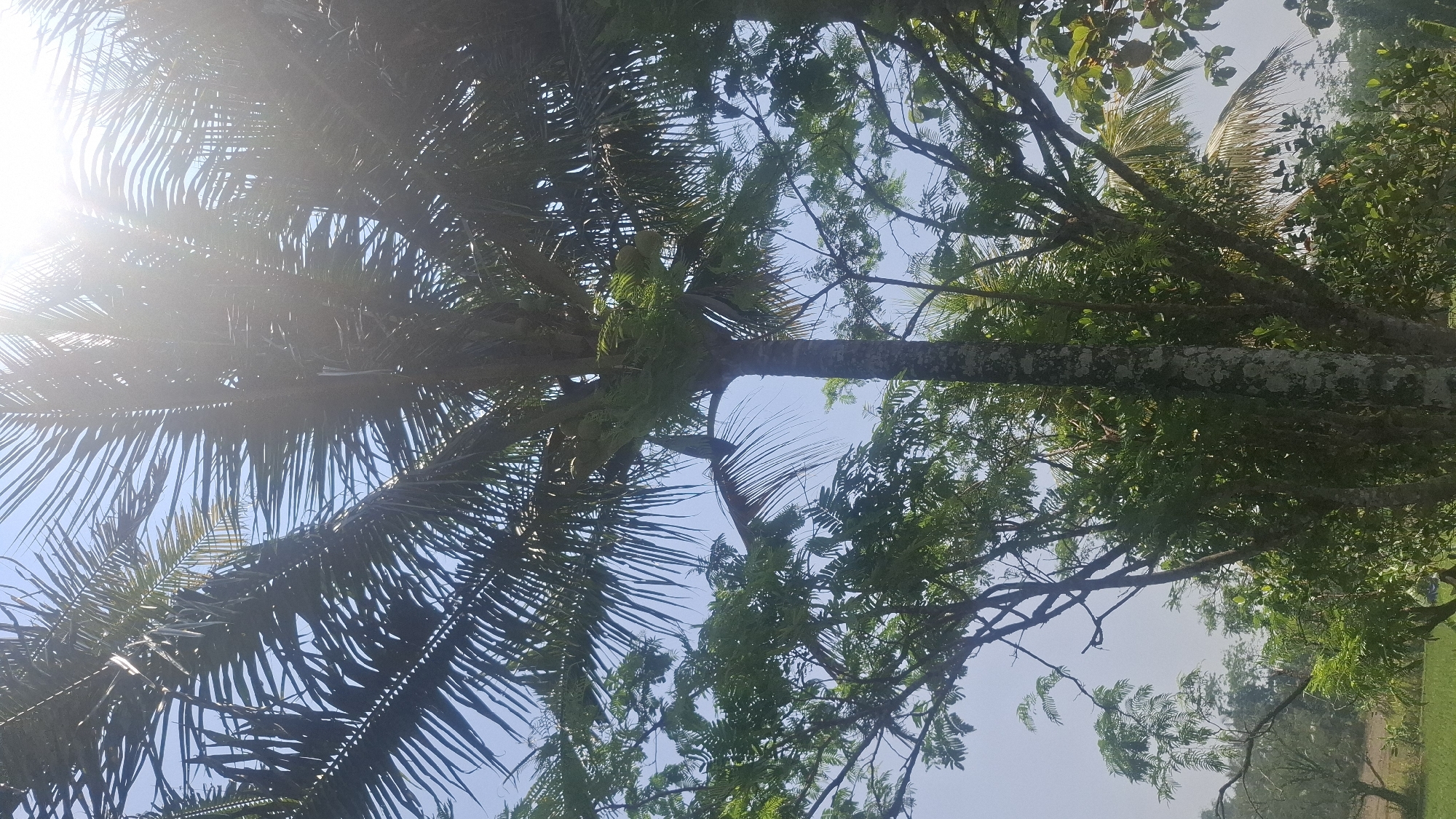 The image shows a close-up view of a coconut palm tree with its fronds and coconuts visible against a bright blue sky. The sun is shining intensely, creating lens flare and overexposure in the upper portion of the image. In the background, other trees and foliage are visible, suggesting a natural or semi-rural environment. The location is specified as Cianjur, Indonesia, a region known for its agricultural landscape and tropical climate, which would support the presence of coconut palms. No people or specific actions are depicted. The overall scene is a snapshot of a sun-drenched day in a tropical setting.