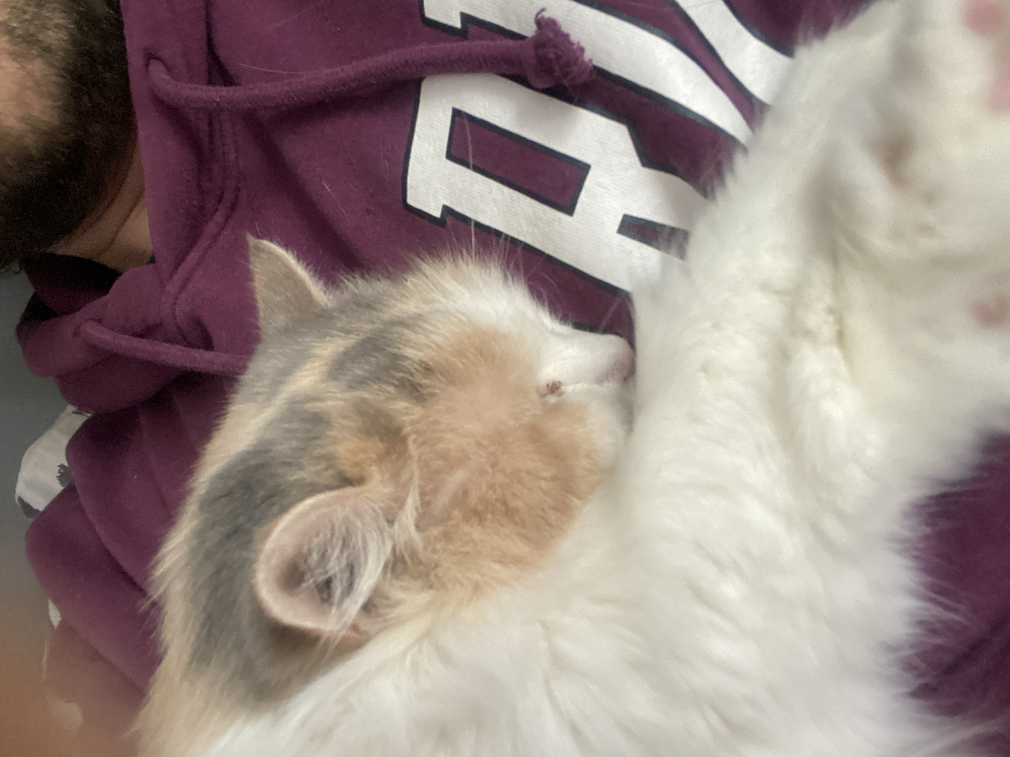 A close-up shot depicts a cat nestled on a person's chest. The cat is a mix of white, tan, and gray. Its ear is visible, and its face is pressed against the person's clothing. The person is wearing a maroon-colored hoodie with a white design. A portion of the person's beard is visible at the top left of the frame.
The location is not discernible from the image.