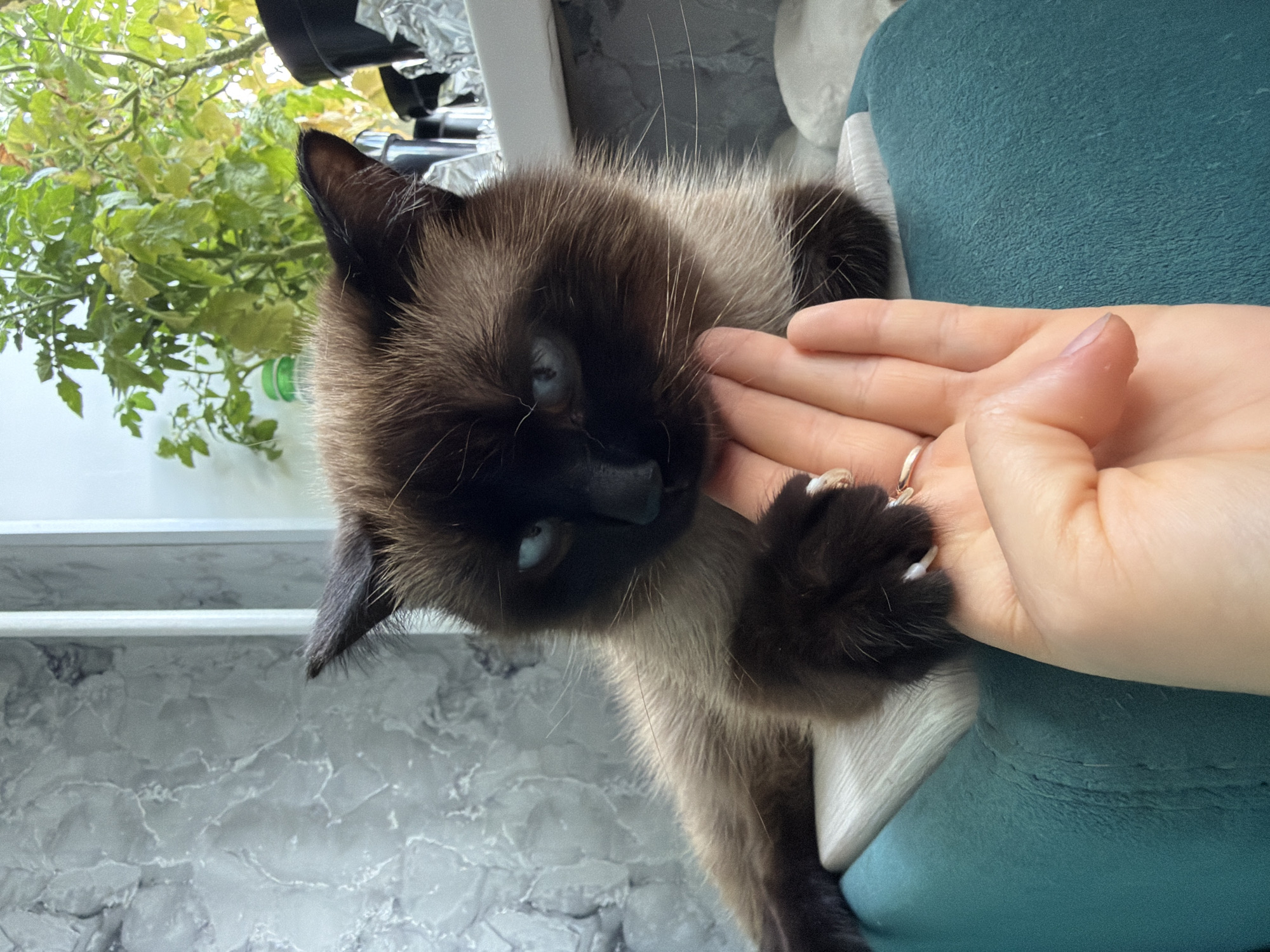 A Siamese cat with blue eyes and dark points is resting on a teal cushion next to a windowsill. A person's hand is extended towards the cat, with their fingers gently touching the cat's cheek. The cat's right paw is resting on the hand, with its claws extended slightly. The background includes a grey marble-patterned wall and a windowsill with plants and other objects, suggesting an indoor setting. The image does not contain information related to the city of Япрыково, Russia.