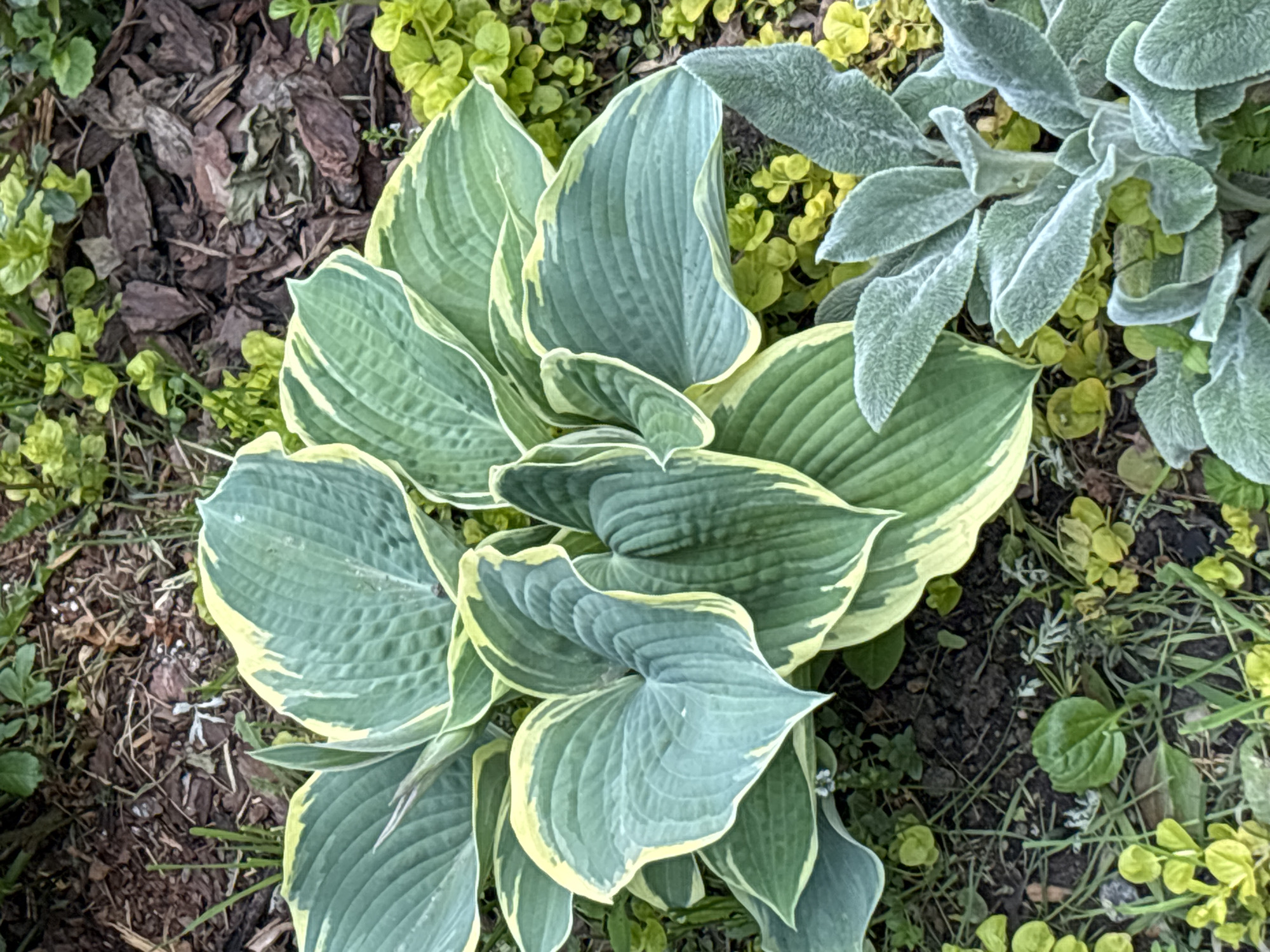 This overhead shot captures a vibrant section of a garden bed, showcasing a variety of plants with distinct textures and colors. The central focus is a large hosta plant, characterized by its broad, ribbed leaves. These hosta leaves display a striking variegation, featuring deep green centers with irregular, creamy-yellow margins.
To the right and upper right of the hosta, a patch of Lamb's Ear (Stachys byzantina) is visible. Its leaves are a soft, dusty green-gray and have a distinctly fuzzy or velvety texture, contrasting with the hosta's smoother surface. Scattered around the hosta and Lamb's Ear, and particularly visible in the upper left, are small, bright green plants acting as ground cover, possibly sedum or another low-growing species.
The ground itself is covered in a mixture of dark brown wood mulch, particularly prominent in the upper left and bottom right sections of the image, interspersed with bare soil and some sparse green foliage. The lighting appears natural and bright, suggesting daytime conditions, and there are no harsh shadows. The overall scene is a close-up, highlighting the intricate details and contrasting foliage of the plants. No human activity or visible text is present. The scene depicts a well-maintained garden area, consistent with a garden in Saint Petersburg, Russia.