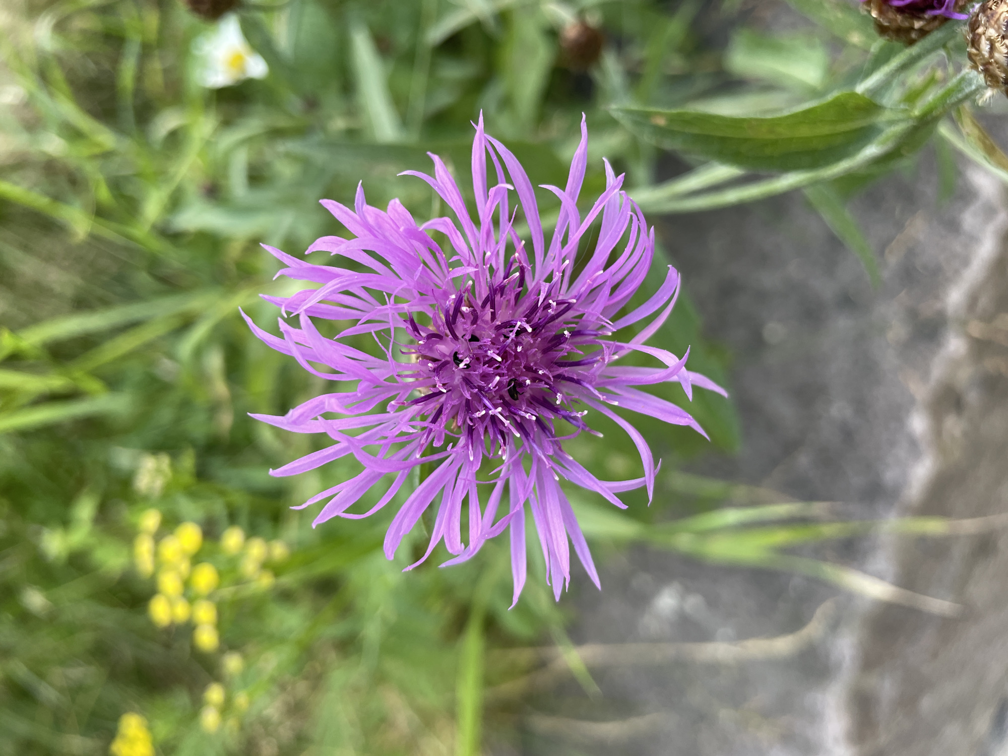 This is a close-up, overhead shot of a purple flower in Gardermoen, Norway. The flower, likely a type of thistle or cornflower, has numerous delicate, spiky petals radiating outwards from a darker, textured center. It is in focus, with the background softly blurred. The background consists of green foliage, including blades of grass and some small yellow flowers in the upper left. A patch of gray, textured ground, possibly asphalt or concrete, is visible in the lower portion of the image, partially obscured by the flower and some green stems. No people or animals are present. The lighting suggests it is daytime.