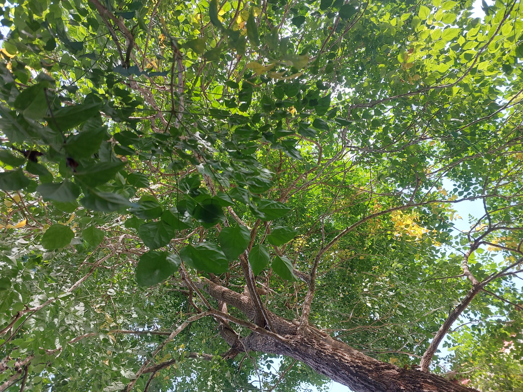 A low-angle shot captures the canopy of a large tree, looking upwards towards the sky. The tree has a thick, textured trunk on the left side of the frame, with branches extending outwards and upwards, densely covered in vibrant green leaves. Sunlight filters through the leaves, creating a dappled effect and illuminating some of the foliage with a yellowish hue, suggesting autumn or a change in leaf color. The sky is visible in patches between the leaves, appearing light blue. The image is taken outdoors, in what appears to be a natural or park setting, consistent with the environment of Baan Mae Nam, Thailand. No people or animals are present in the scene, nor are there any man-made structures clearly visible within the frame. The focus is entirely on the natural elements of the tree and its foliage against the sky.