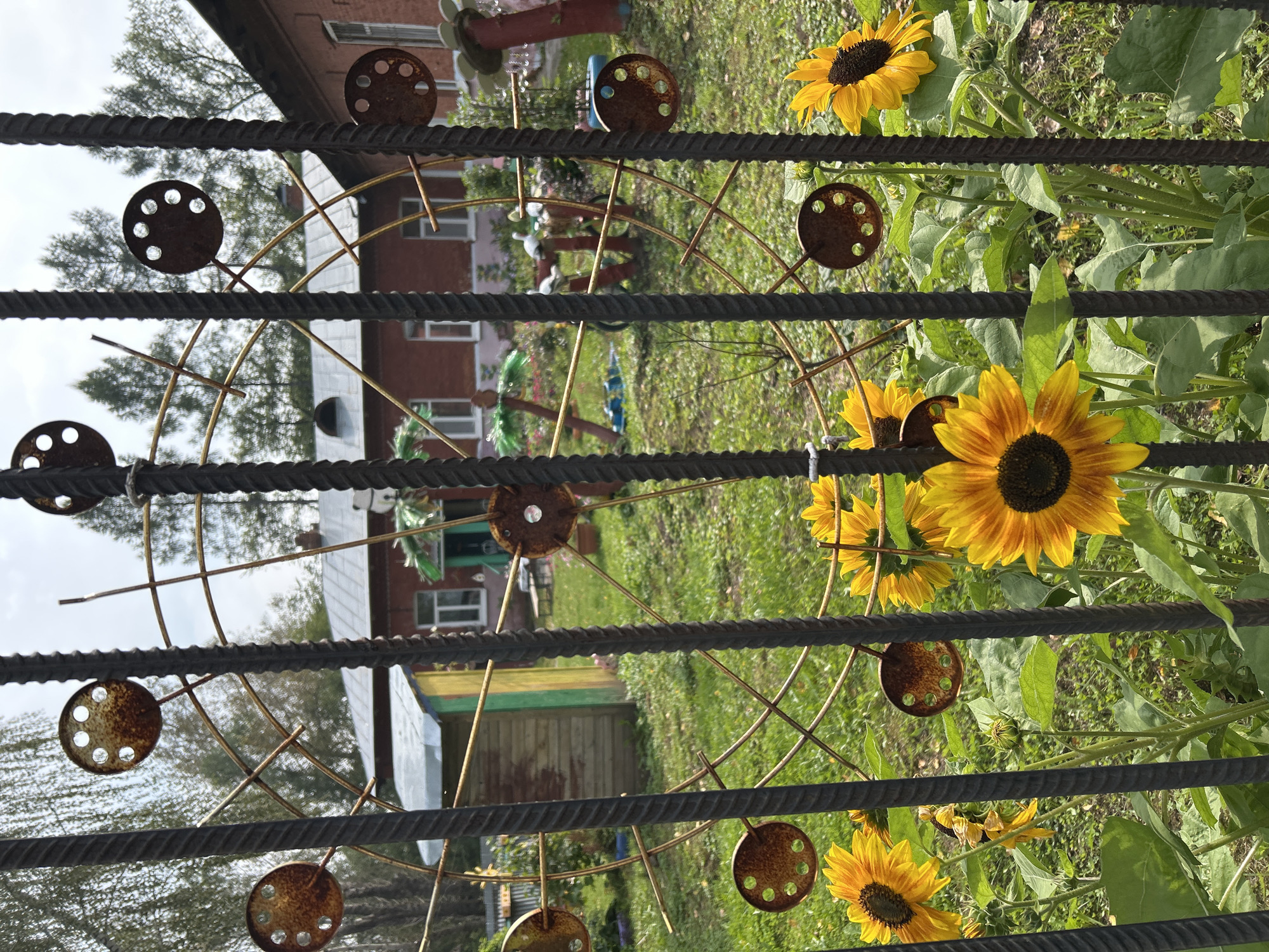 The image depicts a close-up view of sunflowers viewed through a metal fence. The sunflowers are in bloom, with vibrant yellow petals and dark centers. Behind the fence, a yard is visible with a small wooden building, a red brick building with windows, and a decorative metal structure resembling a Ferris wheel. The environment appears to be outdoors, with green grass and trees in the background. The scene is likely a residential area or a public space with garden elements. Given the context of Tomsk, Russia, it is plausible this is a private garden or a communal area within a residential complex.