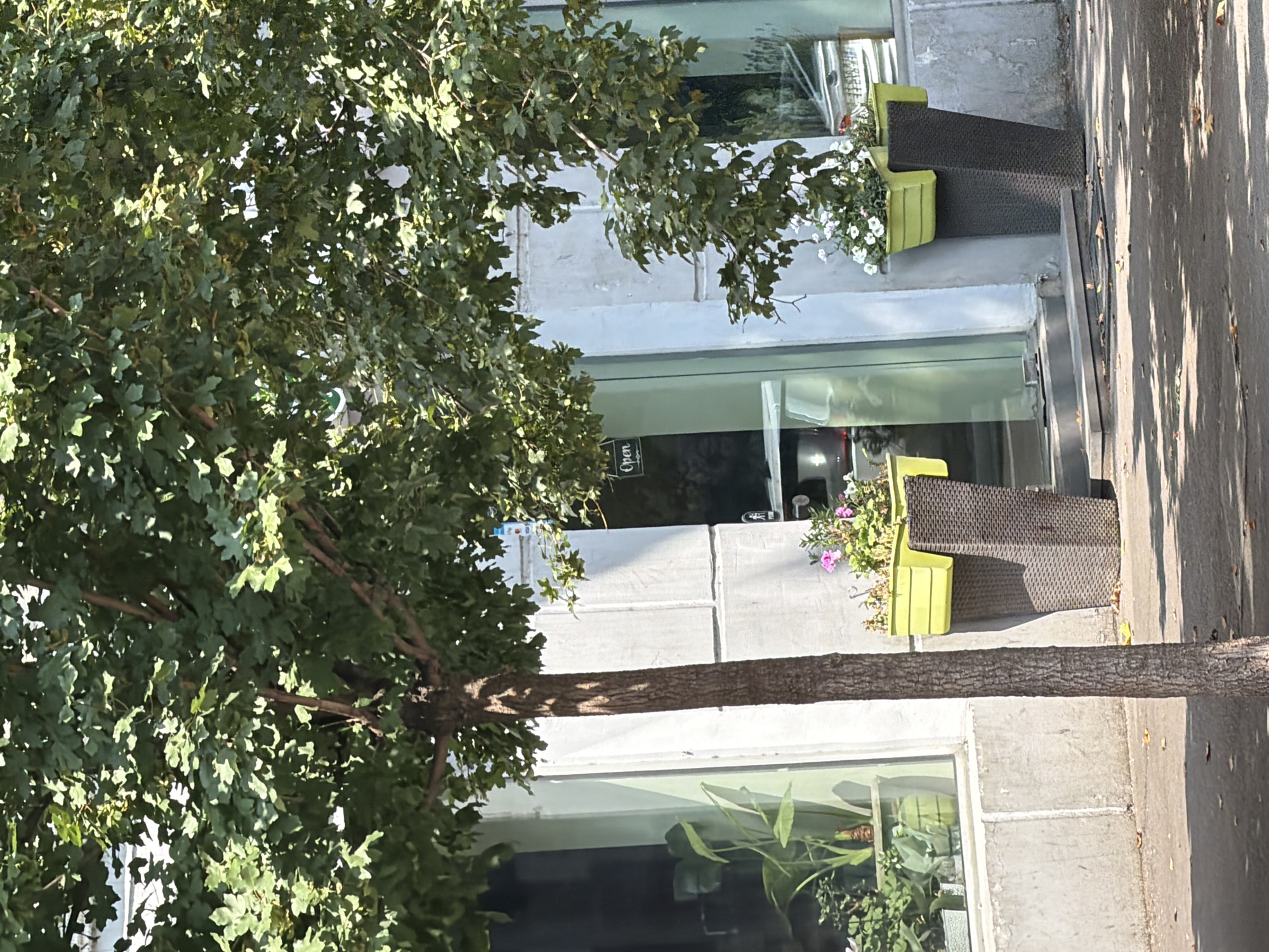 The image captures a street-level view of a building facade with a large tree in the foreground, its branches and dense green foliage dominating the upper portion of the frame. Sunlight filters through the leaves, creating dappled patterns on the tree trunk and the concrete wall behind. The building appears to be a commercial establishment, with large windows and a glass door visible. To the left of the door, a window displays an arrangement of indoor plants, one with large, dark green leaves, and another with smaller, lighter green leaves.
In front of the building, several large planters are situated. Two prominent planters, tall and dark gray with a textured weave pattern, support lighter green rectangular planters filled with flowering plants. One planter has bright pink flowers and green foliage, while another, to its right, contains small white flowers.
A narrow, paved walkway or sidewalk is visible in front of the planters, with fallen leaves scattered across it. The concrete wall of the building has visible seams or panels. A sign with the word "Open" in white text on a dark background is attached to the glass door. The overall scene suggests a commercial area in a city, potentially a cafe or shop, in Tbilisi, Georgia, on a sunny day.