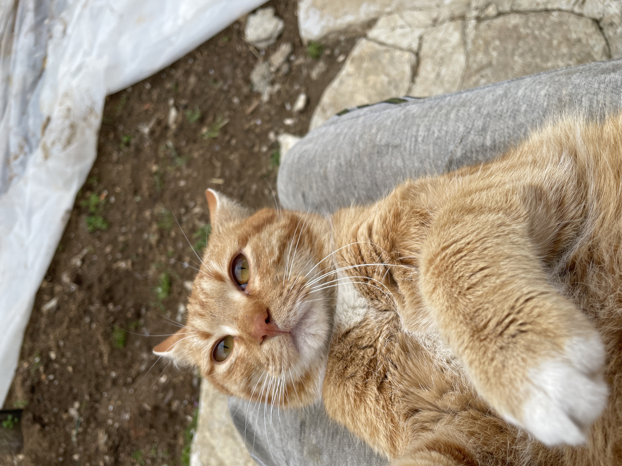 A close-up, slightly angled shot depicts an orange tabby cat resting on a person's lap. The cat is positioned on the right side of the frame, with its head turned towards the left, looking directly at the camera. Its eyes are a light brown color. The cat has a white chin and whiskers. Its fur is short and dense. The person's leg, clad in grey sweatpants, is visible beneath the cat. The background is out of focus and includes dirt, rocks, and some white material, possibly plastic sheeting. Based on the image context provided, the location might be in Zlatograd, Bulgaria, although there are no specific visual cues in the image to definitively confirm this.