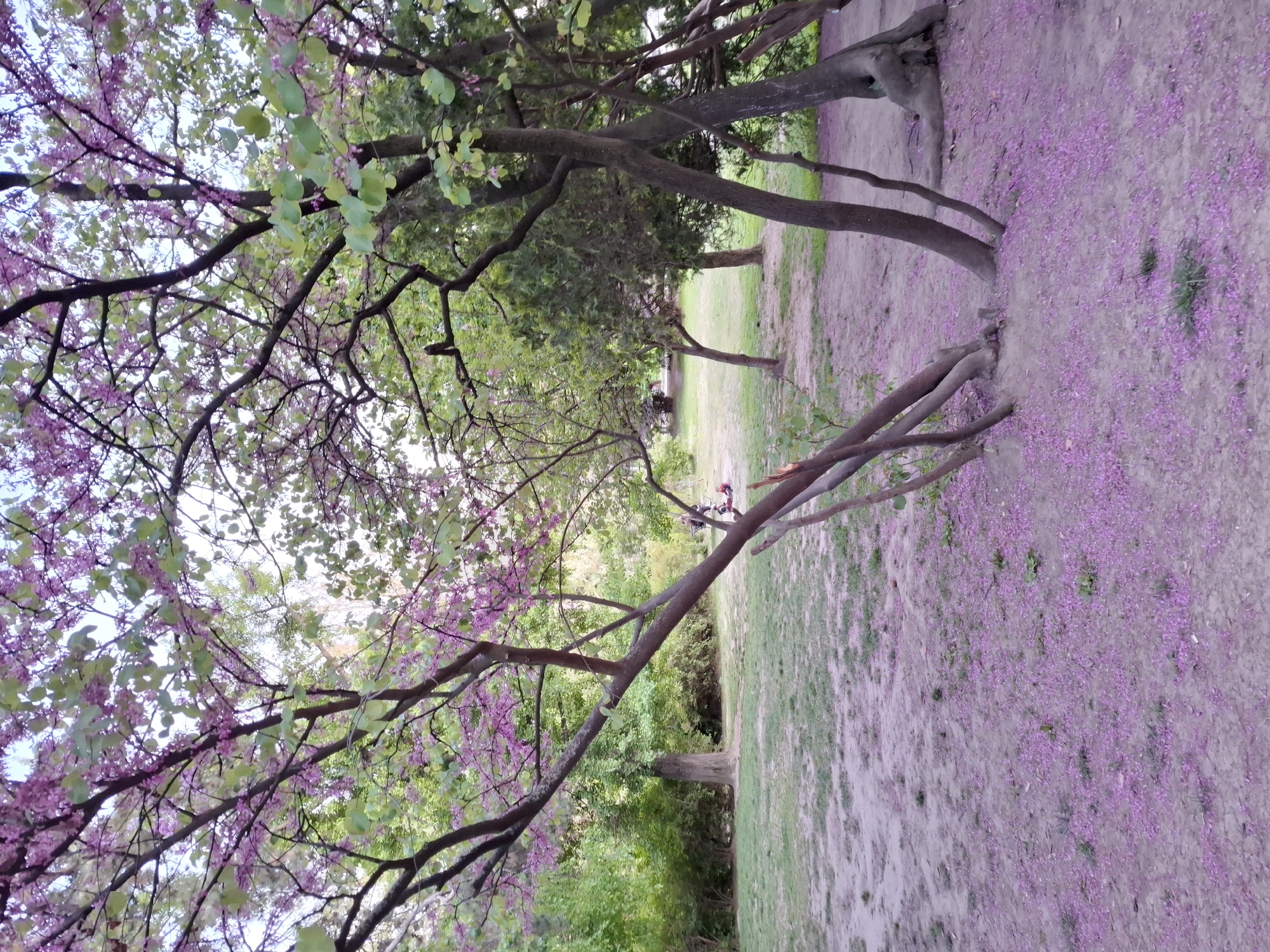 The image depicts a park landscape, possibly a portion of a botanical garden in Novi Sad, Serbia. The foreground features flowering trees with delicate pink blossoms. The ground is covered with fallen petals, suggesting the trees are in full bloom. The trees are interspersed with green foliage. In the background, there is a glimpse of a path or trail leading into the distance. Two people are sitting on a bench. The overall scene conveys a sense of tranquility and natural beauty.