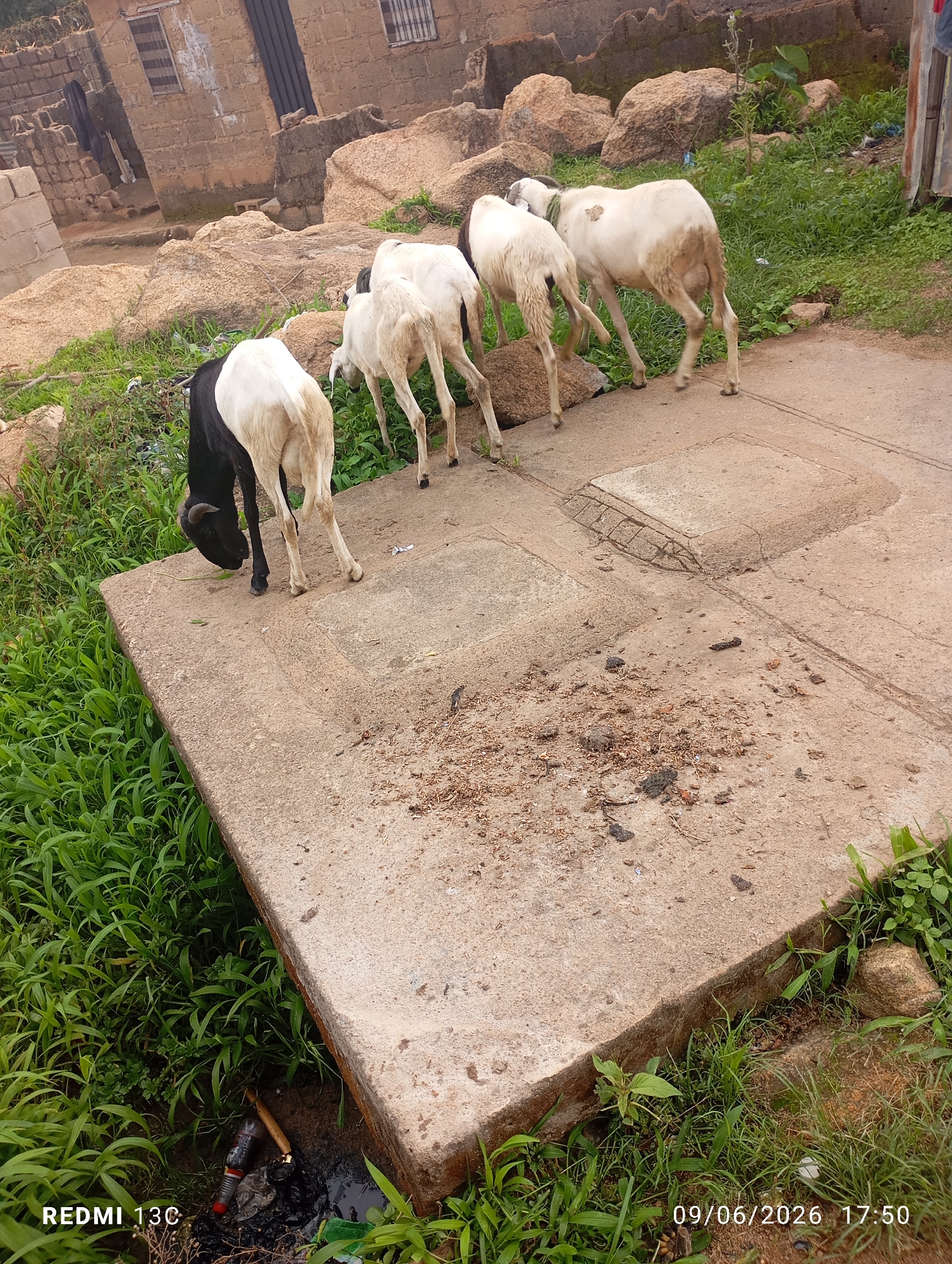 A flock of five sheep, one black and four white, are standing on a concrete platform. The black sheep is in the foreground on the left, facing left and grazing. The white sheep are positioned behind the black sheep. The environment is outdoors, with lush green grass visible on the left and in the background. Large rocks are scattered behind the sheep. In the background, a brick building with windows and a door is visible. The concrete platform has a rectangular indentation in it. The scene appears to be in a rural or semi-urban setting.