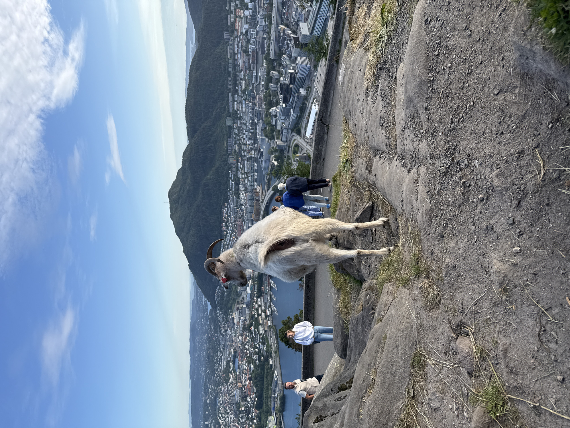 The image captures a mountain goat standing on a rocky overlook with a panoramic view of Bergen, Norway. The goat, a light-colored creature with curved horns and red markings around its eyes, faces away from the camera, looking towards the city. Several people are visible in the background. Two individuals stand to the left of the goat, and a group of three people are walking along a paved path to the right. The city of Bergen stretches out below, featuring a harbor with boats, numerous buildings, and green mountains in the distance under a clear blue sky with scattered clouds. The foreground consists of rough, grey rocks and dry grass.