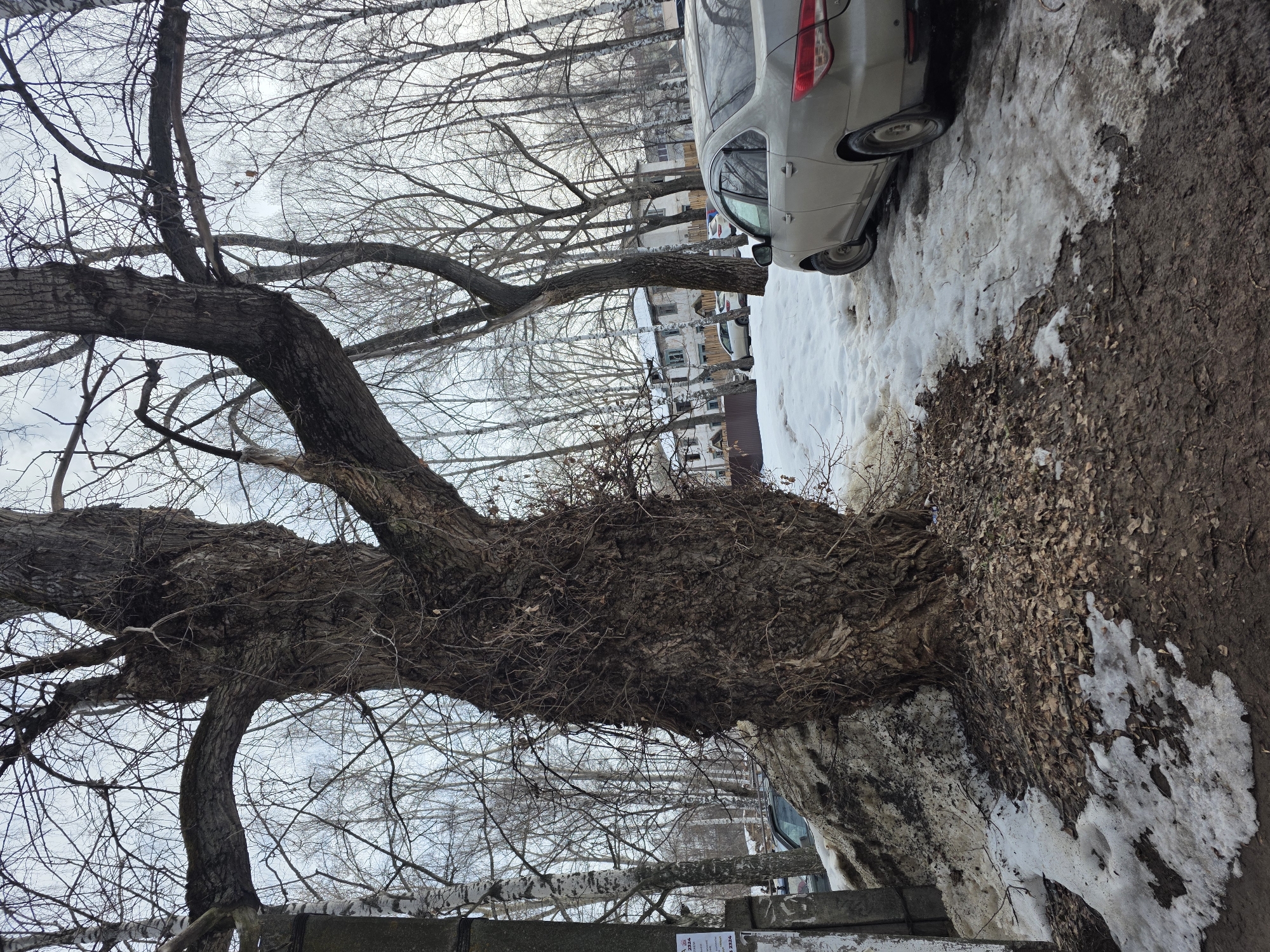 The image depicts an outdoor urban environment in Chaikovsky, Russia, likely during late winter or early spring, characterized by a predominantly bare arboreal landscape and partial snow cover under an overcast sky.
A massive, gnarled deciduous tree with dark, deeply furrowed bark occupies the central and left portions of the foreground and middle ground. Its thick, bare branches extend prominently across the upper frame. To the immediate left of this tree, a grey utility pole is partially visible, obscured by a large, dirty snowdrift that slopes downwards from the pole towards the tree's base. The ground in the foreground consists of dark, damp soil mixed with patches of melting snow and scattered brown, dried leaves.
On the right side of the frame, a light-colored (possibly beige or gold) sedan is parked, facing away from the viewer. Its rear left side and tire are visible, resting on a surface composed of snow and mud. In the background, behind a dense grouping of slender, bare deciduous trees, several multi-story residential buildings with light-colored facades and dark roofs are discernible. Additional vehicles are partially visible parked near these background structures. No human subjects are present in the scene.