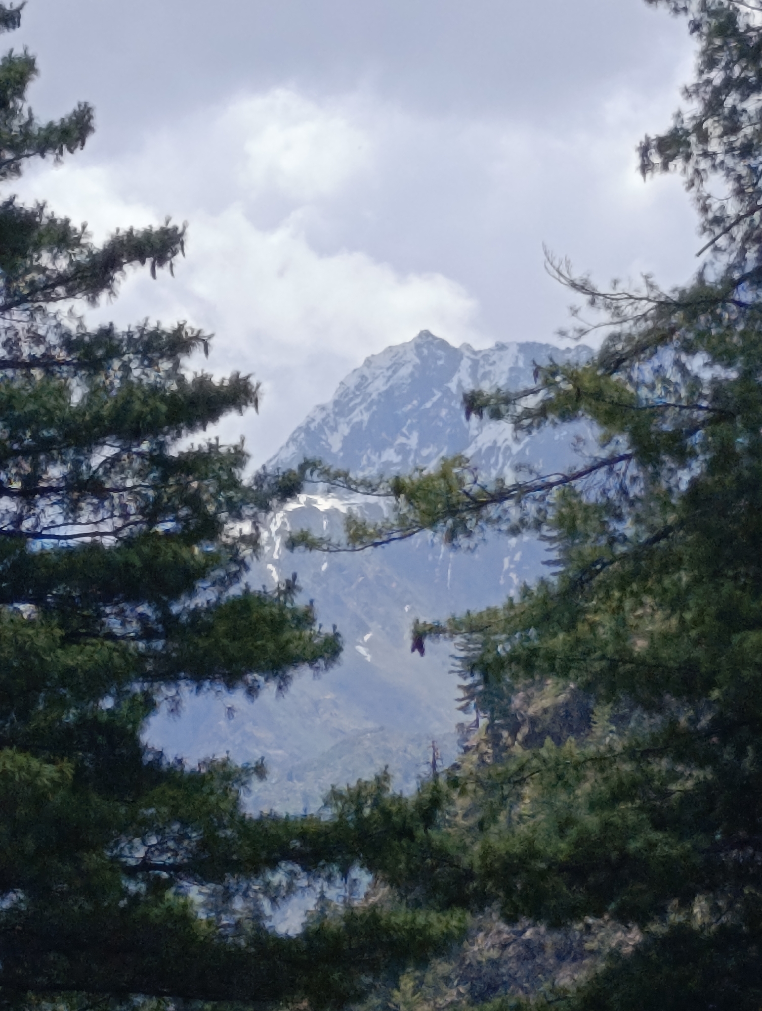 The image depicts a natural landscape with a snow-capped mountain peak visible through the branches of evergreen trees. The sky is overcast with clouds. The foreground is dominated by the dark green foliage of pine trees, which frame the view of the distant mountains. The scene suggests a high-altitude environment, possibly a mountainous region in India. No people or man-made structures are visible in the image. The specific location in Kishorl, India is not identifiable from the visual information provided.