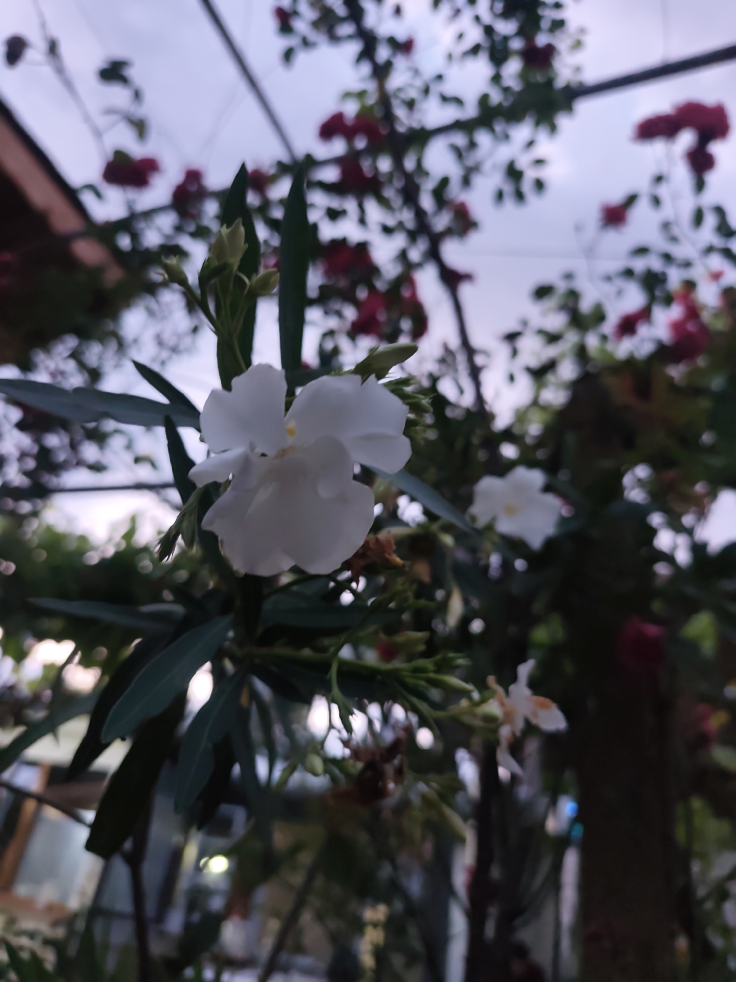 This image depicts a close-up, upward-angled view of flowering plants located in the city of Rosno, Bulgaria. The central subject is a five-petaled white flower, positioned in the lower-middle portion of the frame, appearing in sharp focus. Multiple elongated, dark green leaves are clearly visible around the stem supporting the main flower, along with several unopened flower buds. Behind the primary white flower, another smaller, blurred white flower is partially visible. The background is significantly out of focus, featuring diffuse clusters of blurred red flowers, interspersed with green foliage. A pale, overcast sky with soft blue and purple hues occupies the upper part of the background. Hints of blurred structures are present: a reddish-brown, angled element resembling a roofline in the upper left, and a dark, indistinct vertical mass on the right, possibly a tree trunk or pillar. No individuals or man-made objects are discernible beyond the plant life and abstract structural elements. The lighting is soft and diffused, characteristic of overcast conditions or late daylight.