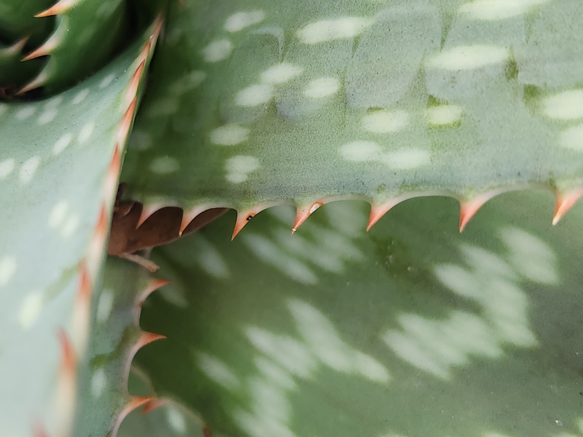This is an extreme close-up, macro photograph of the edge of an aloe vera plant. The plant's fleshy, green leaves are textured with small, pale spots. Along the edges of the leaves are sharp, triangular spines, tinged with orange and red. The focus is sharp on the leaf and spines, with a shallow depth of field that blurs the background. The image is part of a larger collection of photographs taken in Altamonte Springs, Florida, USA, but the specific location within the city is not identifiable from the image alone.