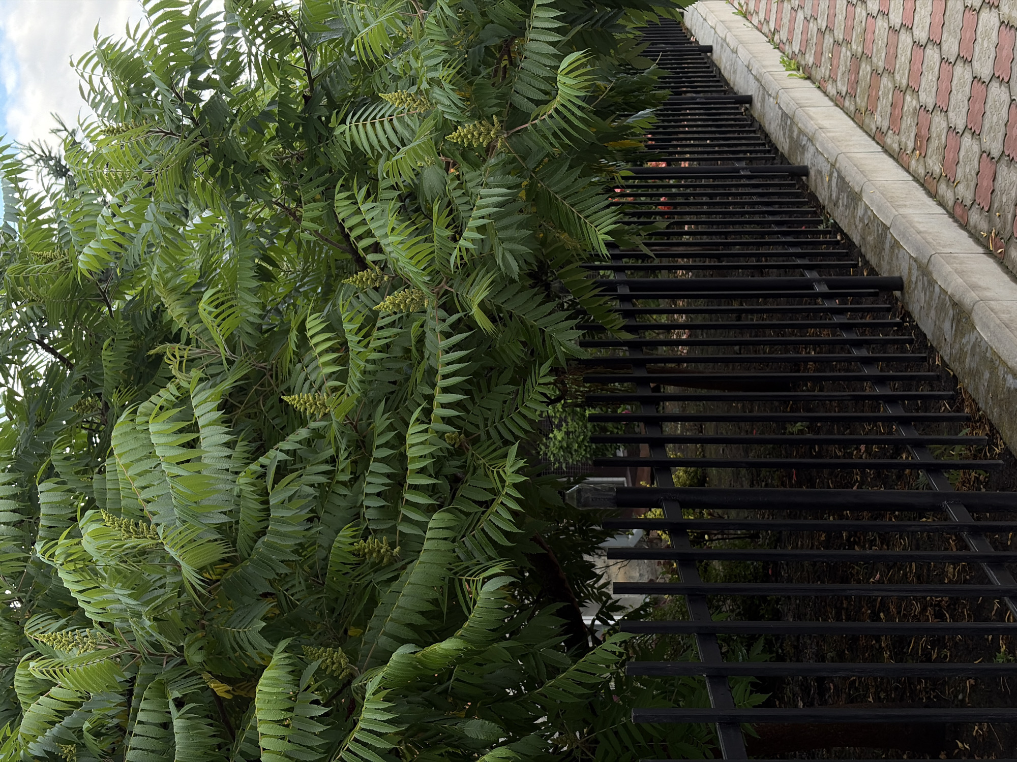 This is a medium shot, eye-level photograph taken outdoors in Chermen, Russia. The scene is dominated by a large, leafy tree with pinnately compound leaves and clusters of greenish, cone-shaped flower heads. The tree occupies the upper two-thirds of the frame. In the foreground, a black metal fence runs horizontally across the image, separating the tree from a paved walkway. The walkway is constructed of interlocking pavers in a red and tan pattern and is bordered by a concrete curb. Beyond the fence, the ground is covered with dark soil and scattered leaves. The overall impression is one of an urban street scene with abundant greenery.