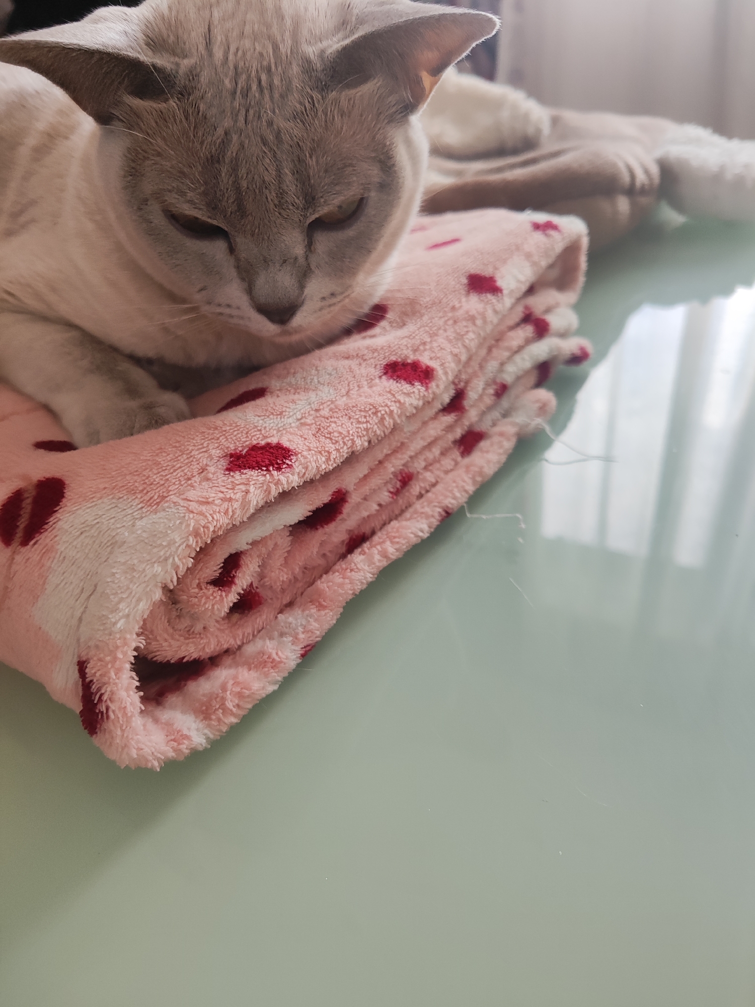A close-up shot shows a light-colored cat with grey markings on its face resting on a pink blanket with red heart patterns. The blanket is folded and lies on a smooth, light green surface. The cat's head is lowered, and its eyes are partially closed. In the background, a blurred figure of a person is visible, along with a white and brown object, possibly another blanket or pillow. The scene appears to be indoors, with light filtering in from a window, creating reflections on the green surface. The image does not provide any information to locate it in Gvardeysk, Russia.