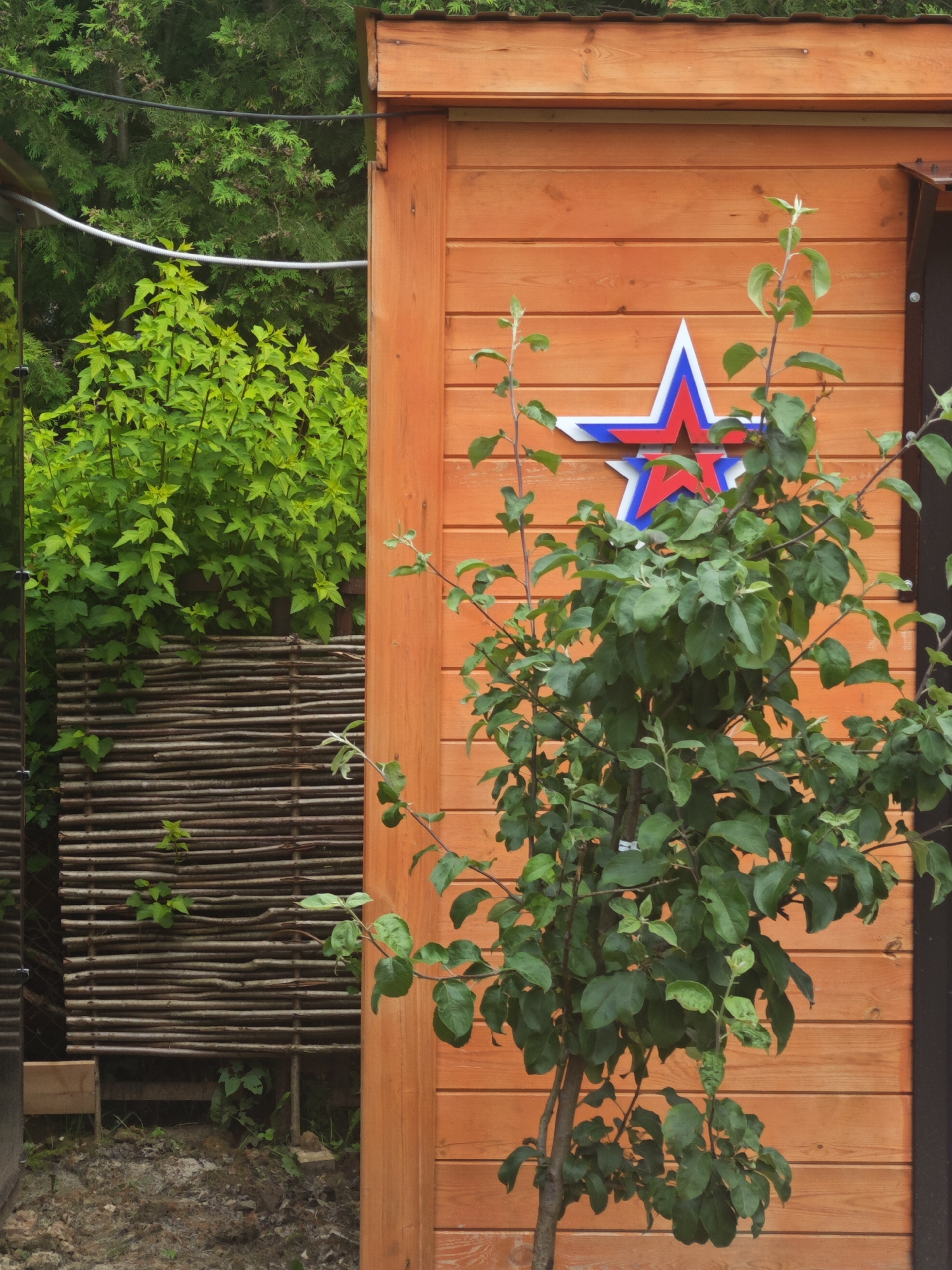 In the village of Khlevino, Russia, a wooden shed with an orange-stained facade stands prominently. A decorative star emblem, featuring red and blue accents, is affixed to the shed's wall. In front of the shed, a young deciduous tree with lush green foliage is growing. To the left of the shed, a woven fence made of natural branches creates a rustic backdrop. Behind the fence, dense green foliage from other plants forms a verdant wall. The ground in front of the shed is covered with soil and small stones. Overhead, dark green trees are visible, their branches reaching towards the sky. Electrical wires are suspended in the upper portion of the image.
