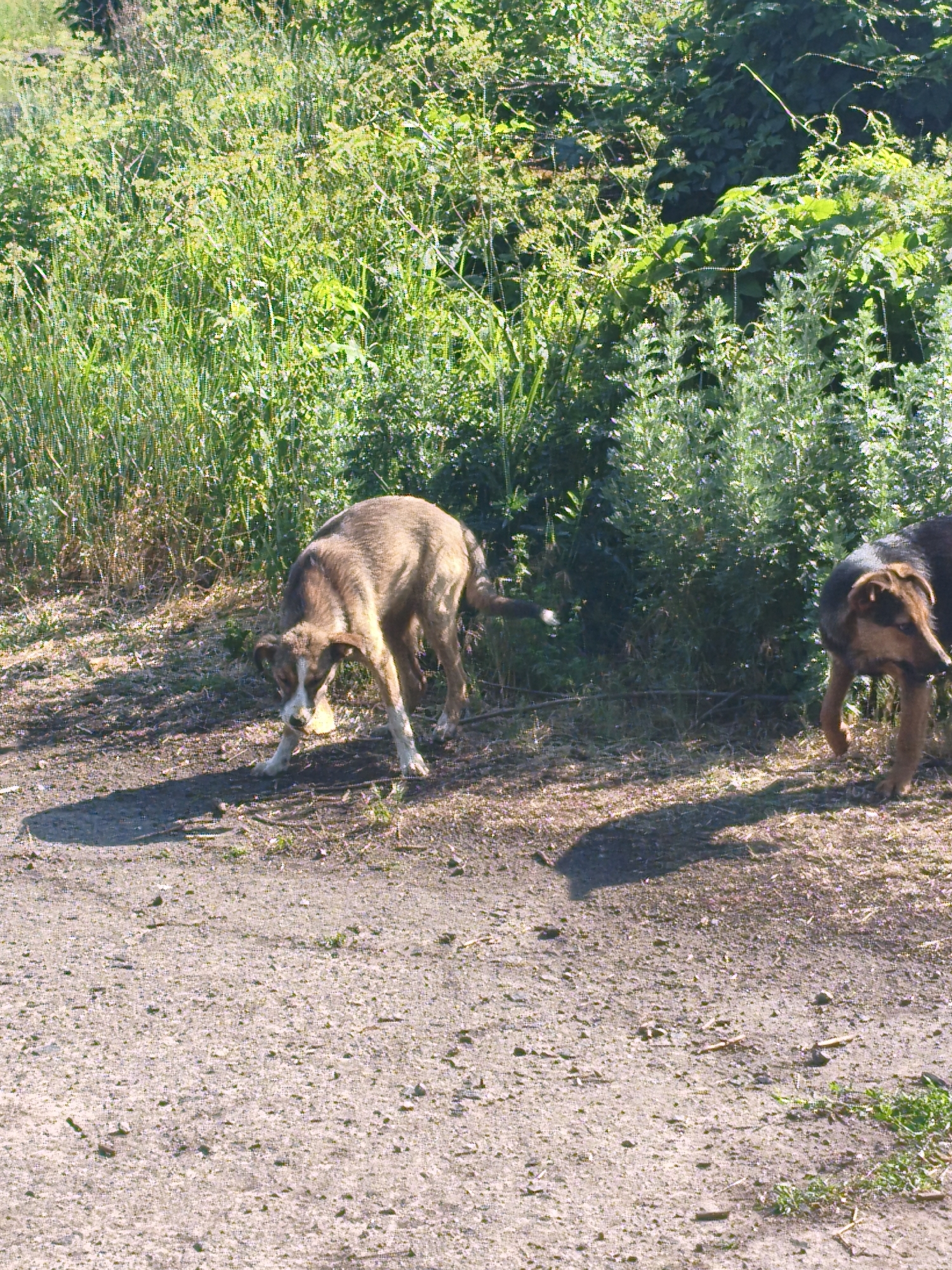 This media file captures a sunlit outdoor scene in Psilske, Ukraine, featuring two dogs in a natural, slightly overgrown setting. The ground is a mix of dirt and sparse, dry grass, indicating a somewhat arid or neglected area. Behind the dogs, lush green vegetation, including tall grasses and bushes, forms a dense backdrop. The sunlight suggests it is daytime, likely late morning or afternoon, casting distinct shadows on the ground.
The first dog, a medium-sized mutt with light brown and white markings, is in the foreground. It is bent down, its head lowered as if sniffing or investigating something on the ground. Its body language appears focused and perhaps a little cautious.
Further back and to the right, another dog, a larger breed with darker brown and black fur, is walking. Its head is turned slightly to the left, suggesting it might be aware of or interacting with the first dog.
The overall impression is one of casual observation of these animals in their environment. There are no people visible, nor any man-made objects other than what might be implied by the path or clearing. The scene is peaceful, with the focus entirely on the dogs and the natural surroundings. The time of day is clearly indicated by the bright sunlight and strong shadows. The location cues, like the type of vegetation and the rough ground, are consistent with a rural or semi-rural area in Ukraine. No text is visible in the image.