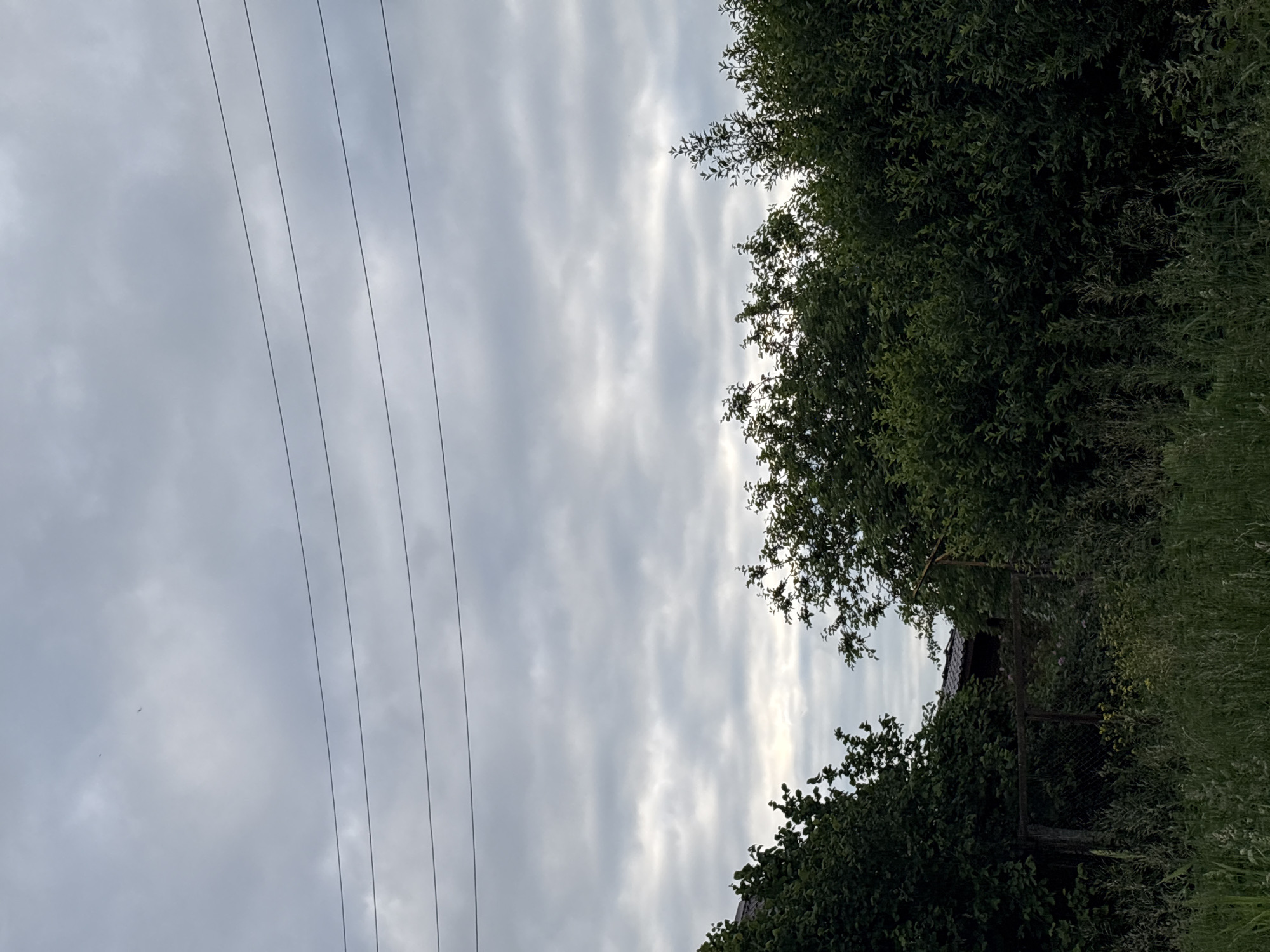 The image depicts a view of a cloudy sky with several power lines stretching horizontally across the frame. Below the sky, a dense line of dark green trees and bushes forms a boundary. Peeking through the foliage, a dark-colored roof of a building is visible on the left side, suggesting a residential area. In the foreground, tall green grass and wild vegetation grow, partially obscuring a chain-link fence. The overall impression is of an overgrown, somewhat neglected rural or suburban setting. The location is specified as Прикамский, Russia. There are no people or animals visible in the image.