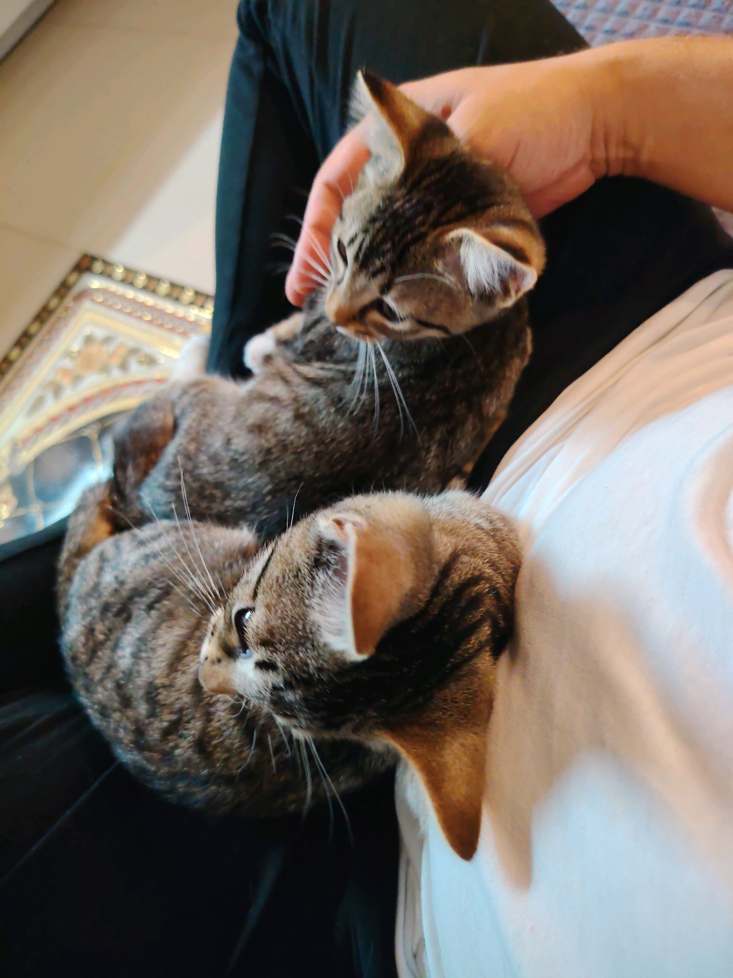 The image shows two tabby kittens nestled on a person's lap. The person's hand is visible, gently stroking the head of one of the kittens. One kitten is positioned closer to the camera, with its head turned to the side, while the other is partially behind it. The kittens appear calm and relaxed. The background consists of dark fabric (likely pants) and a white garment (possibly a shirt). A decorative rug with intricate patterns is visible in the lower left portion of the image. The overall setting suggests a domestic environment, with no specific indicators placing the scene within Vnukovo, Russia.