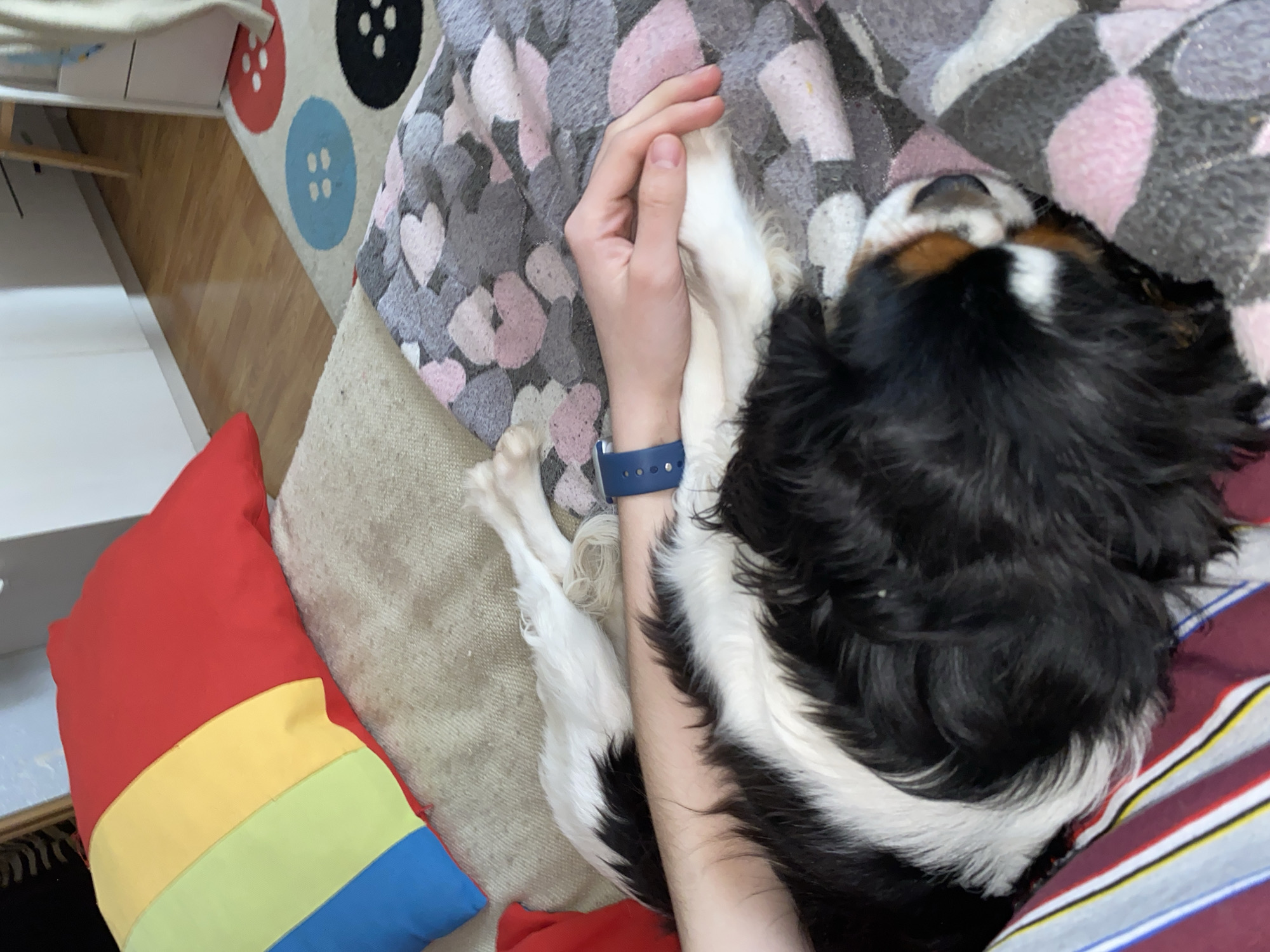An overhead shot captures a tricolor Cavalier King Charles Spaniel (or similar breed) sleeping peacefully on a couch, nestled against a person's arm. The dog, with black, white, and tan fur, appears deeply relaxed. The person's hand is gently holding one of the dog's white paws, conveying a moment of affection and companionship. The person is wearing a blue smartwatch or fitness tracker on their wrist.
The dog and arm rest on a soft blanket patterned with gray, pink, and white hearts. To the left, a colorful rainbow-striped pillow, displaying red, yellow, light green, and blue sections, adds a vibrant touch to the scene. The couch is upholstered in a light, neutral fabric.
Beyond the couch, part of a patterned rug with large red, blue, and black button designs on a white background is visible on a wooden floor. The setting is indoors, suggesting a cozy home environment, possibly in Votkinsk, Russia. The image evokes feelings of comfort and warmth. No visible text is present.